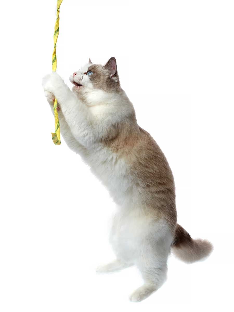 Produkt CTTR666033 Bild 4