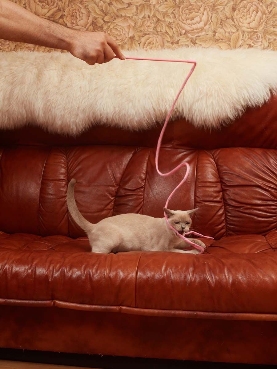 Product CTTR666040 photo 2