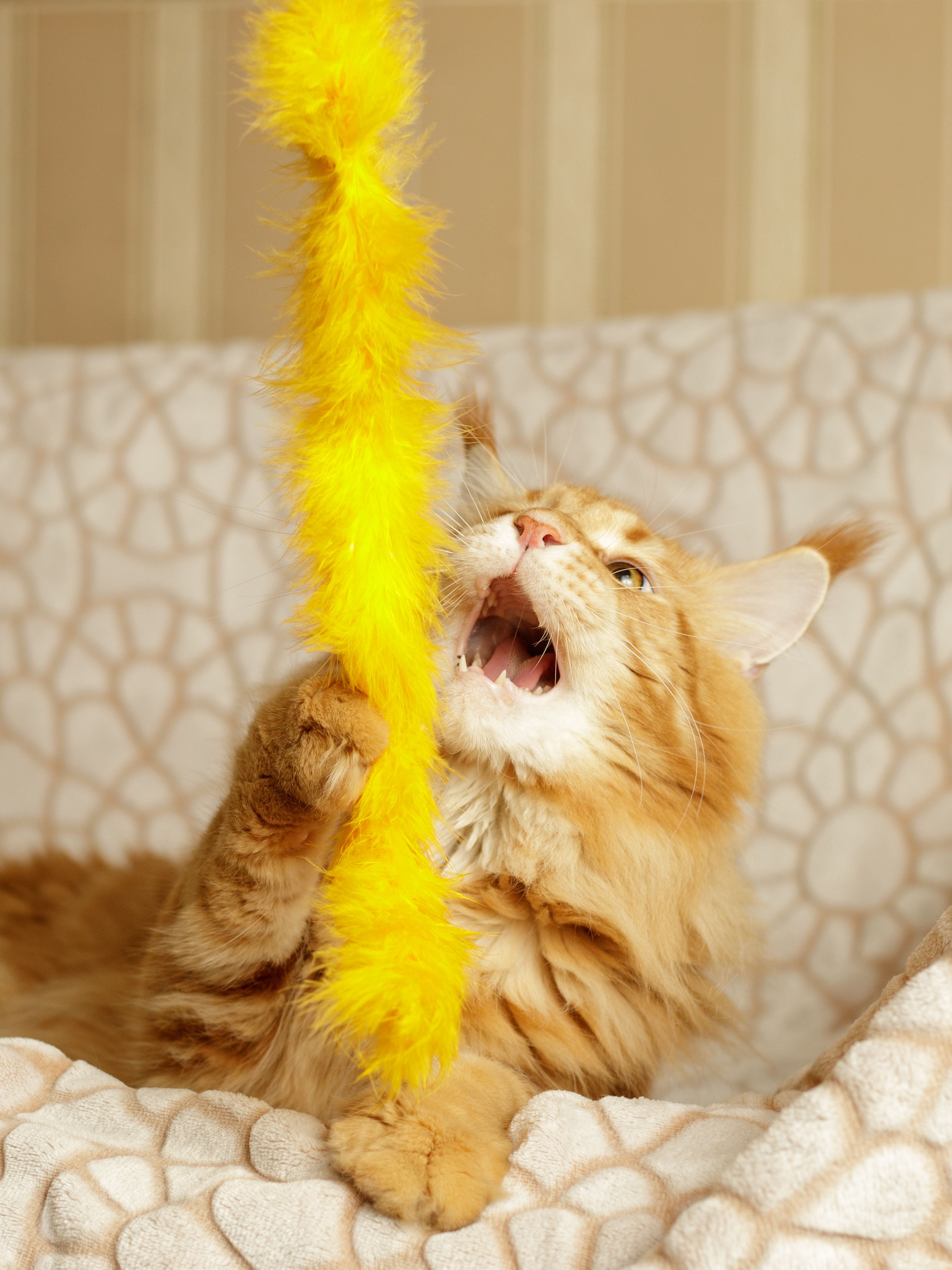 Product CTTR669434 photo 2