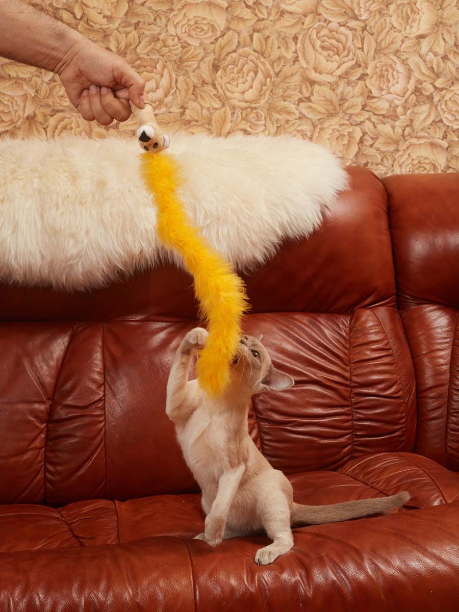 Product CTTR669434 photo 4