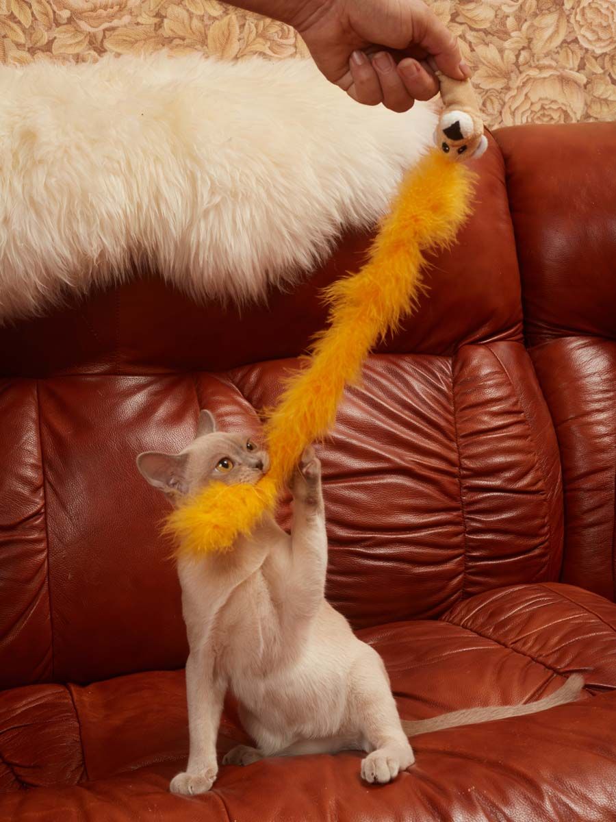 Product CTTR669434 photo 5