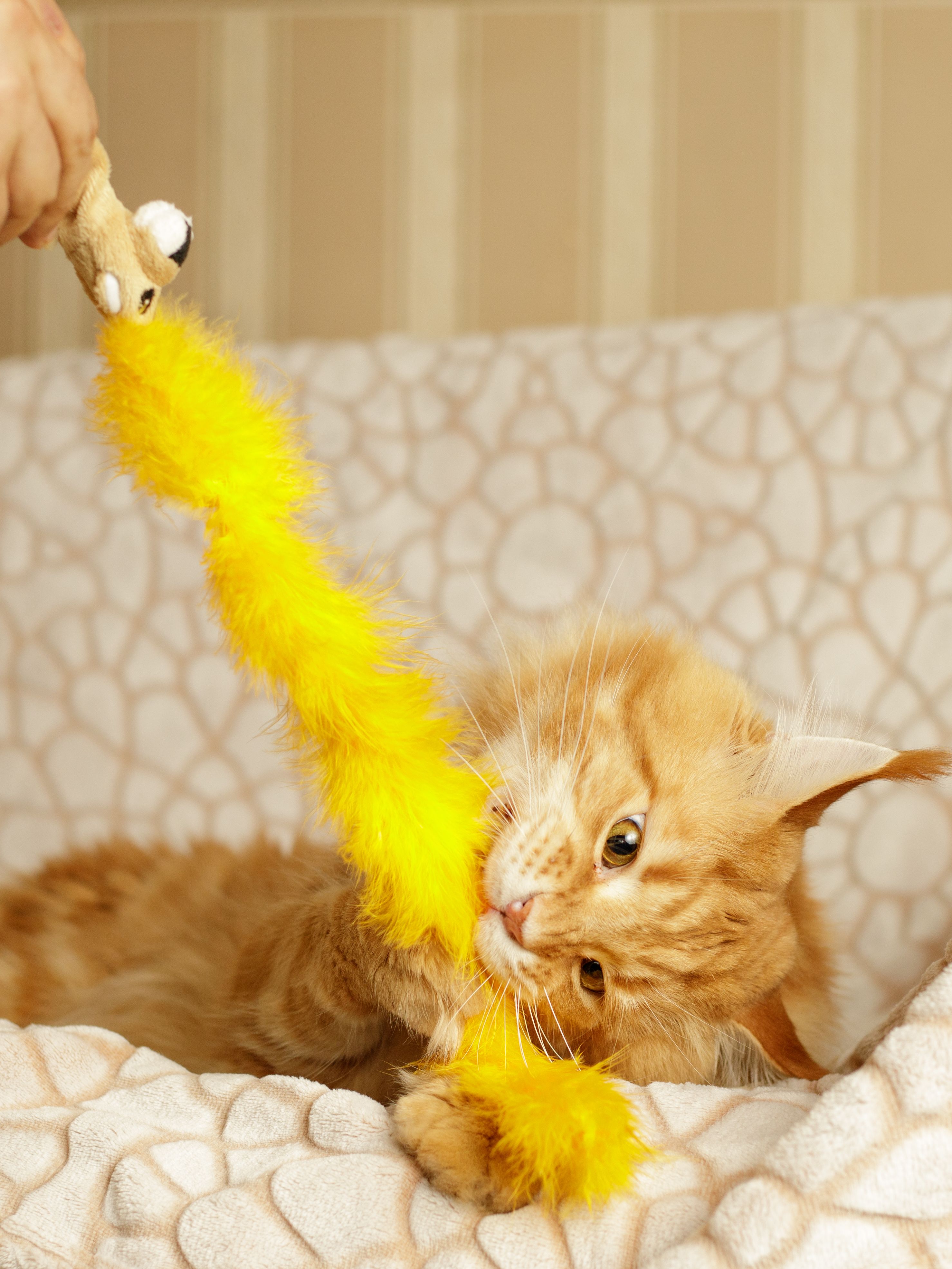 Product CTTR669434 photo 6