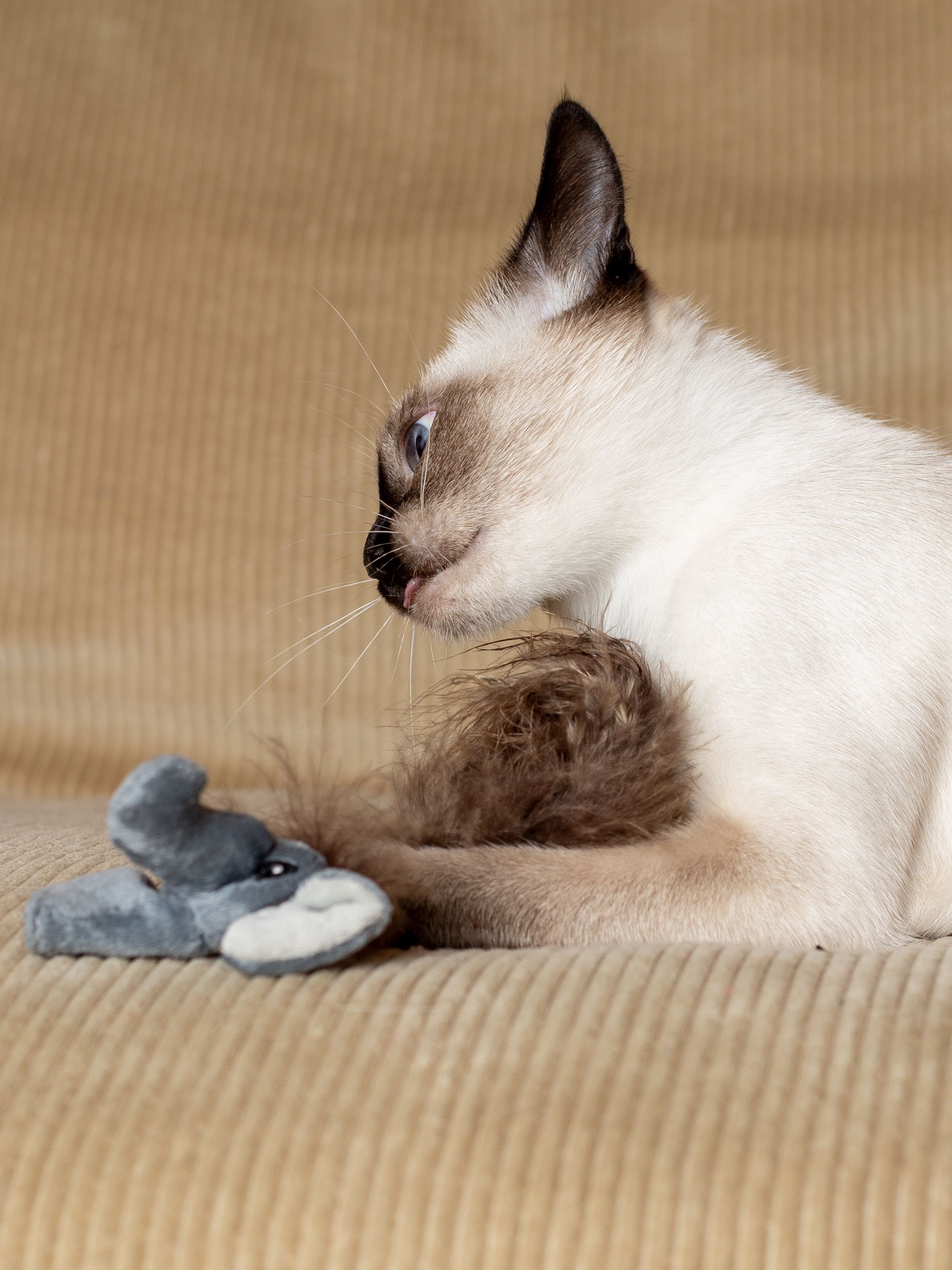 Produkt CTTR669441 Bild 2