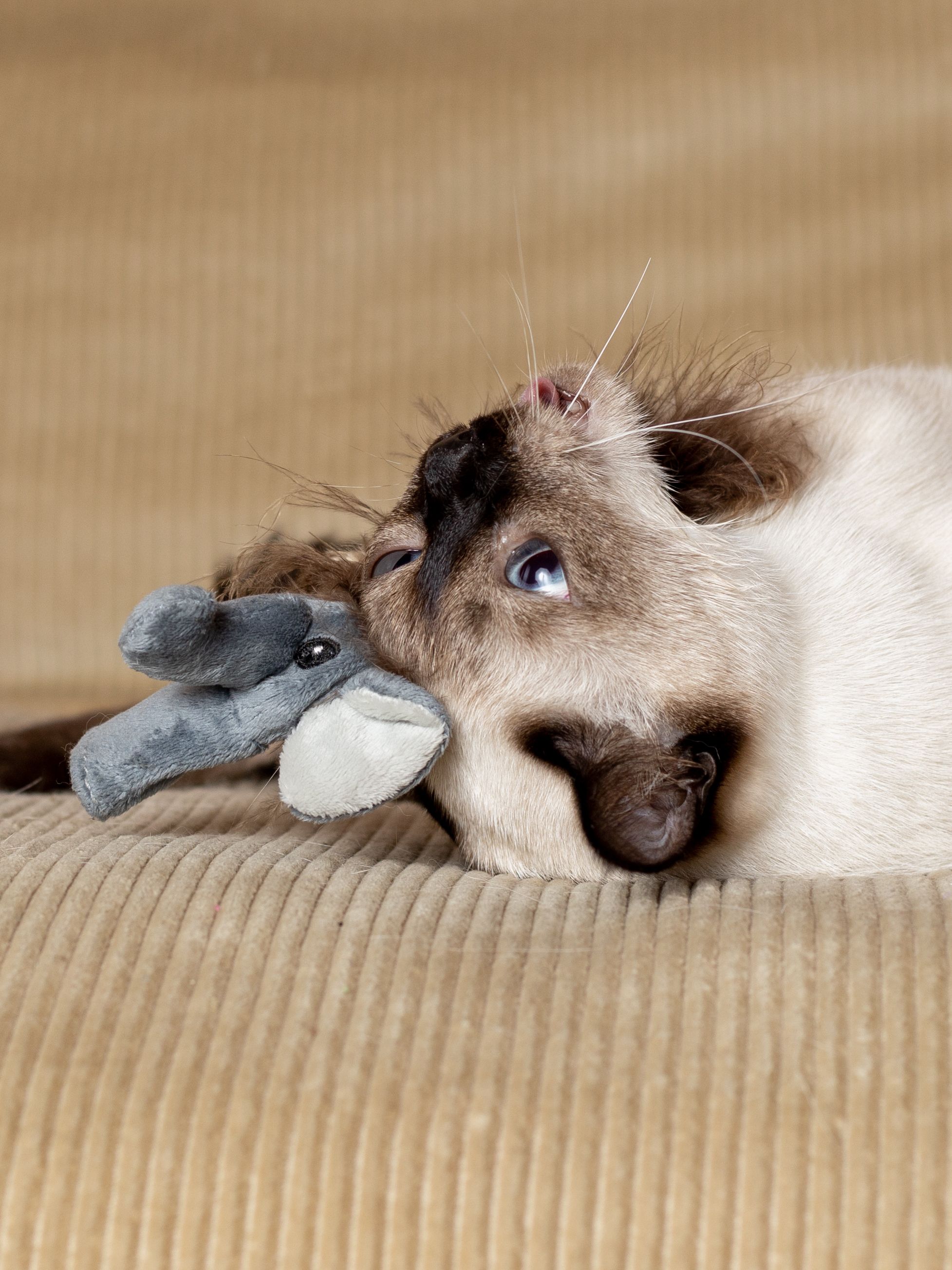 Produkt CTTR669441 Bild 3