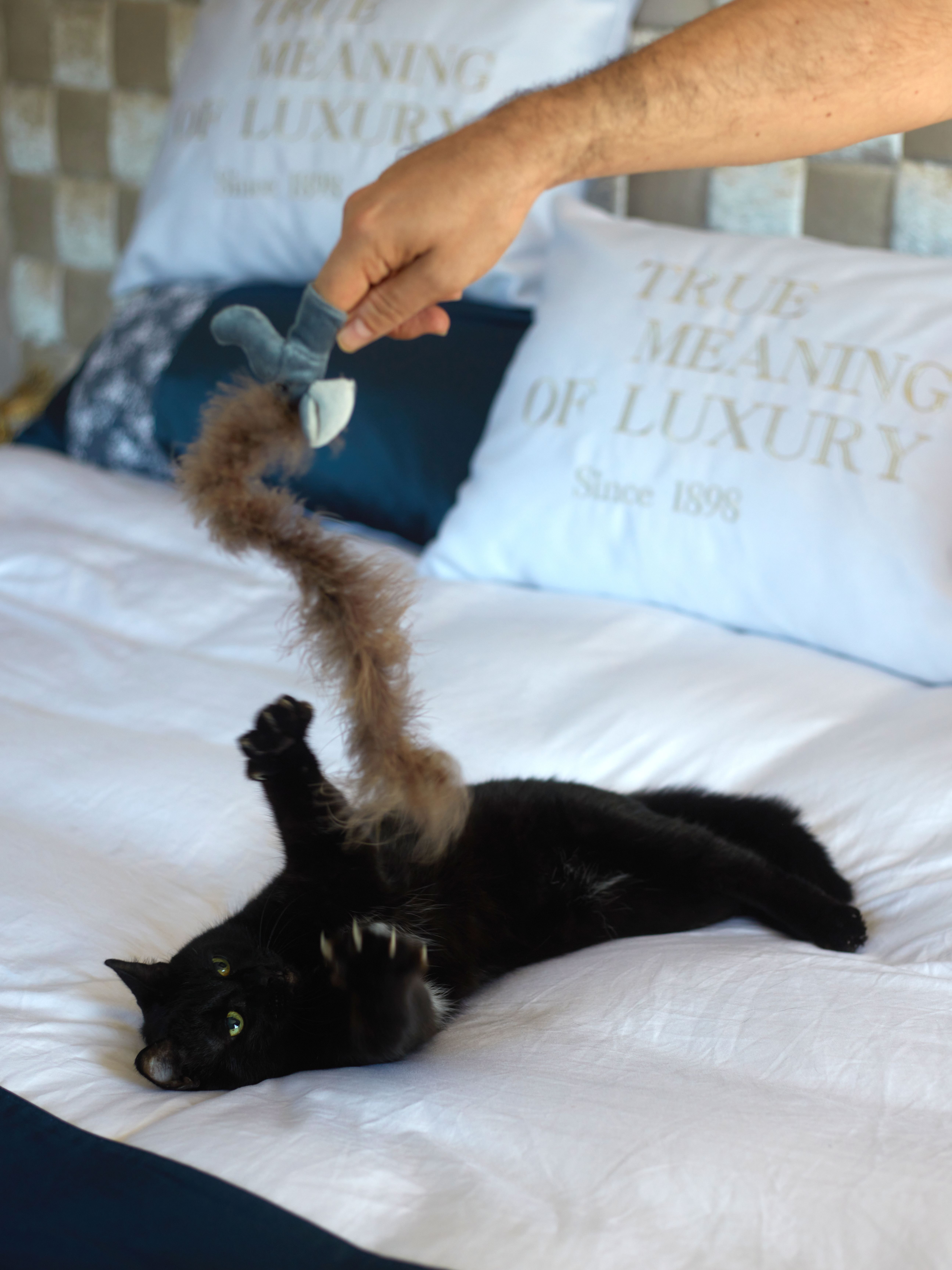 Produkt CTTR669441 Bild 7