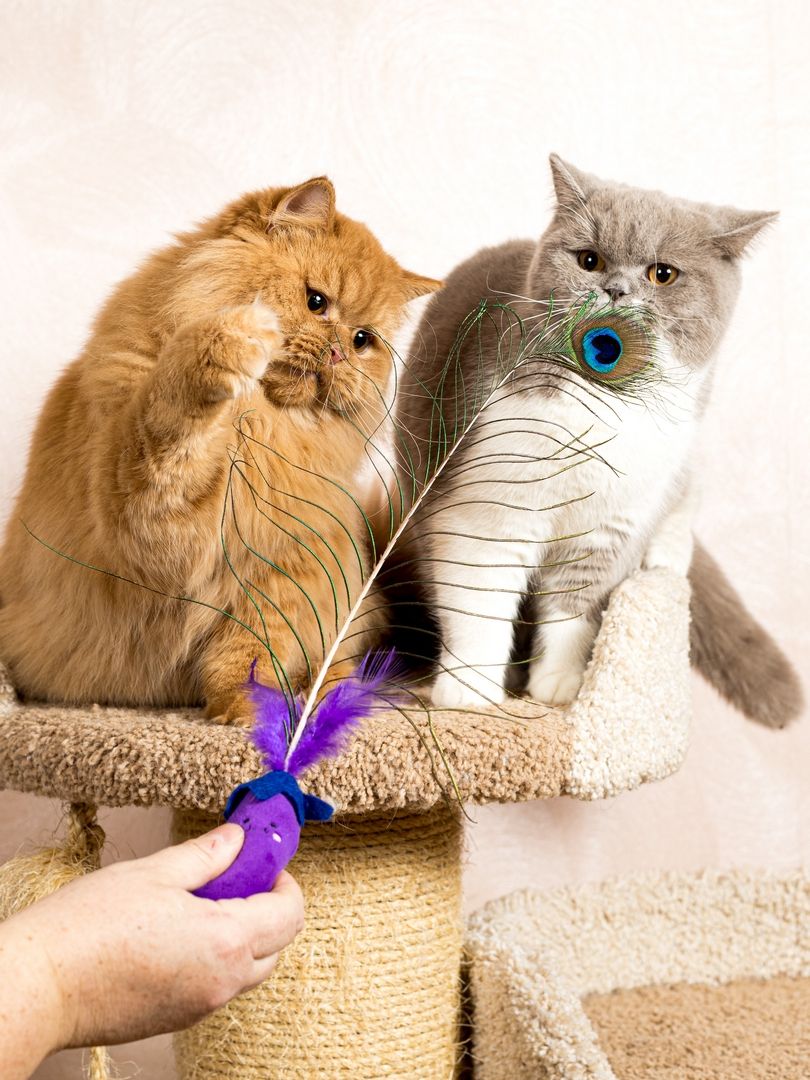 Product CTTR683119 photo 10