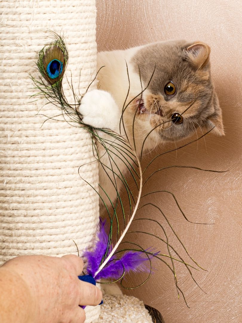 Product CTTR683119 photo 11