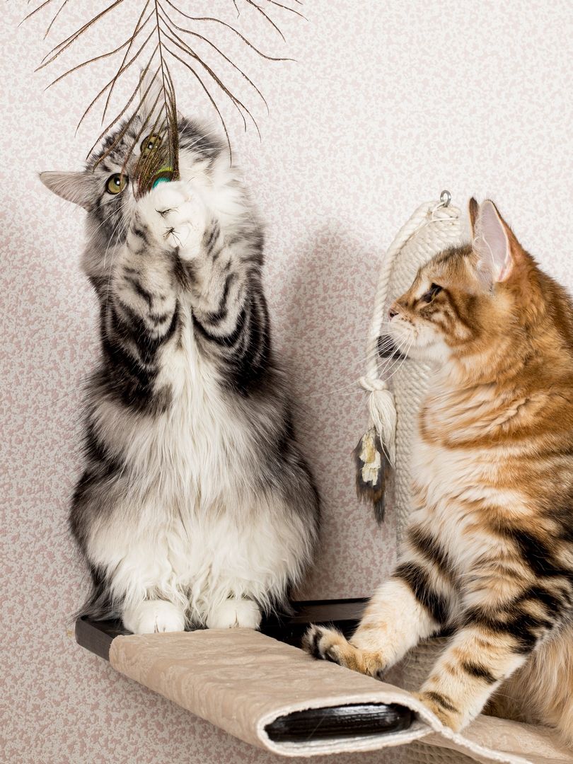 Product CTTR683119 photo 12