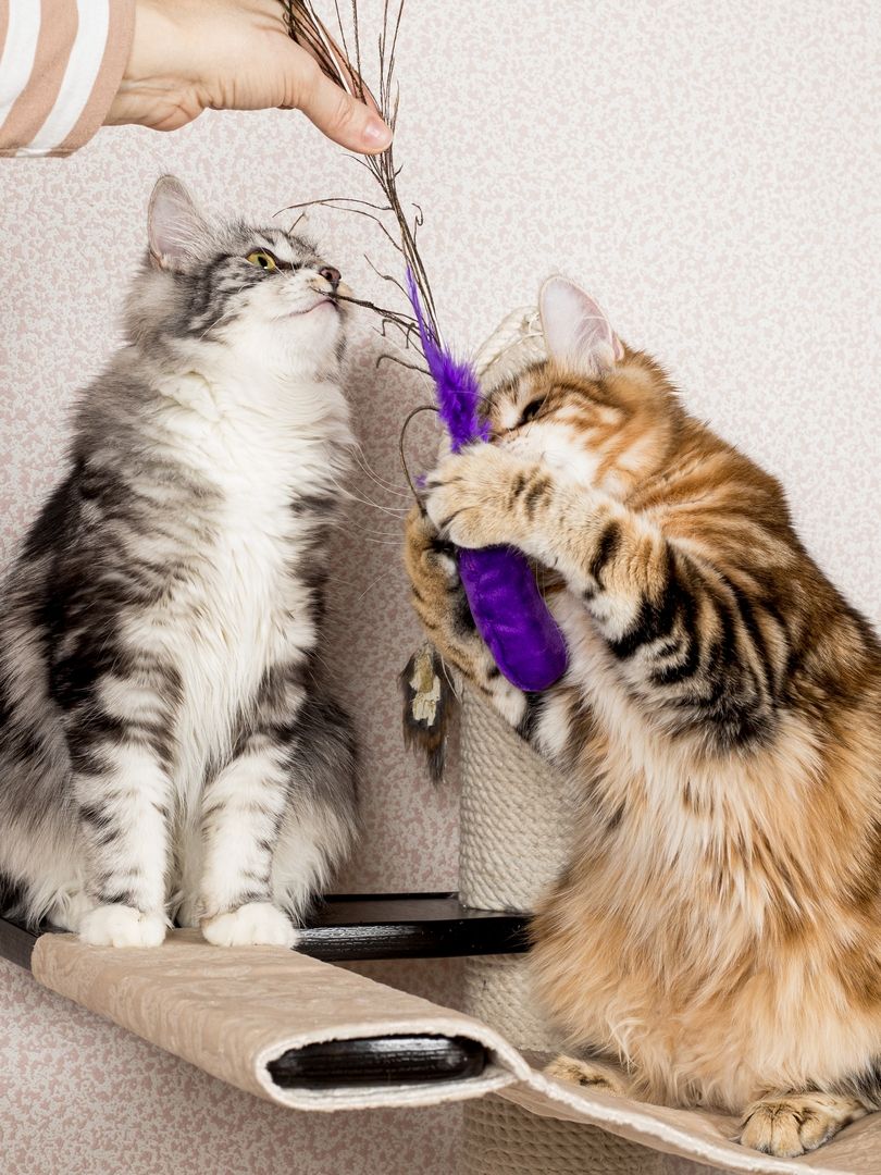 Product CTTR683119 photo 13