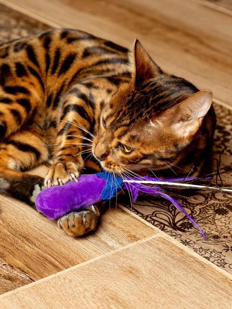 Product CTTR683119 photo 14