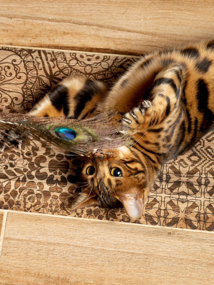 Product CTTR683119 photo 15