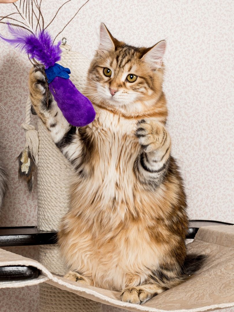 Product CTTR683119 photo 3