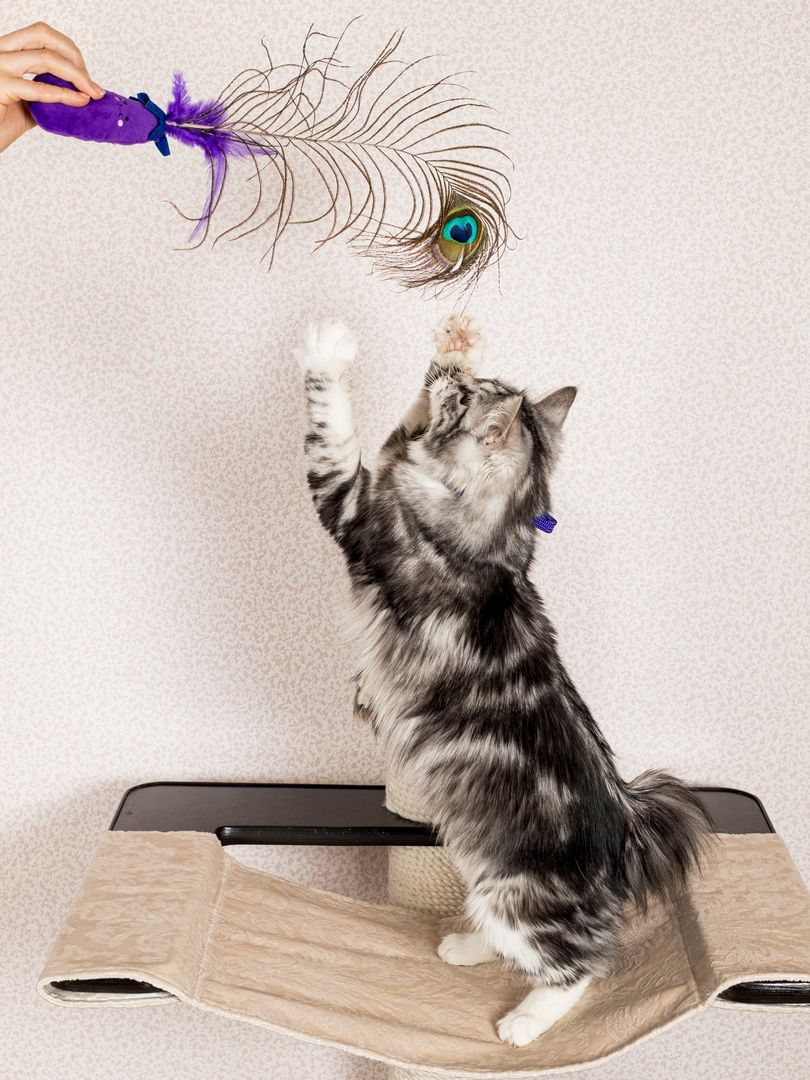 Product CTTR683119 photo 4