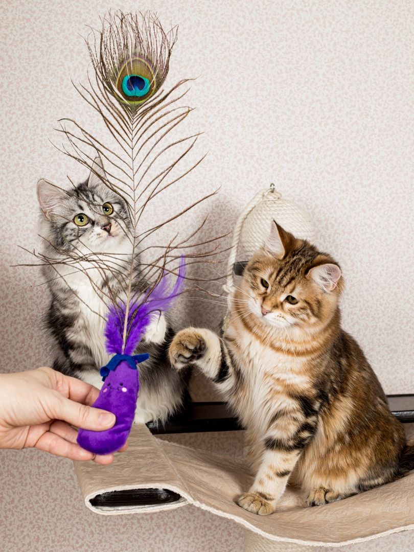 Product CTTR683119 photo 5