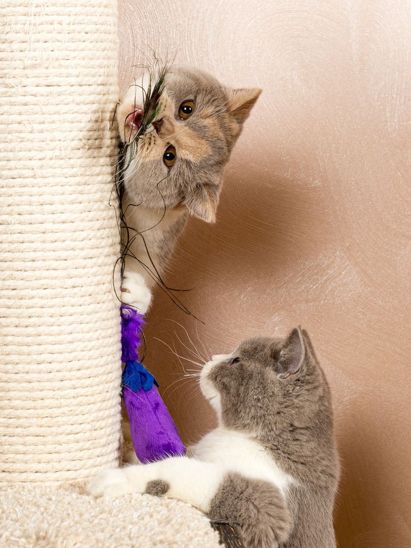 Product CTTR683119 photo 6