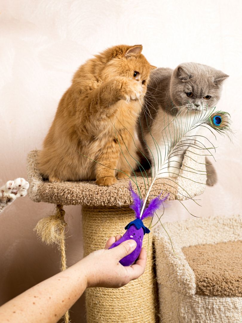 Product CTTR683119 photo 7