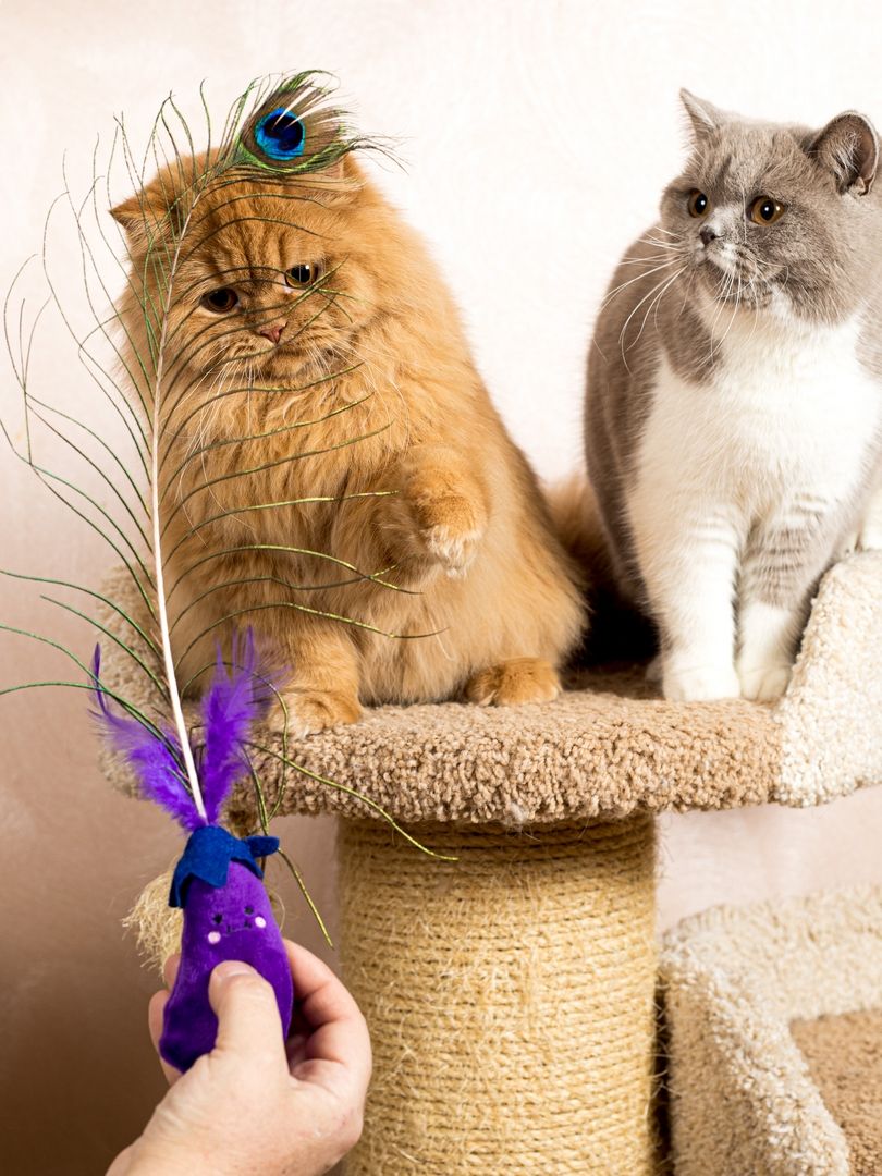 Product CTTR683119 photo 8