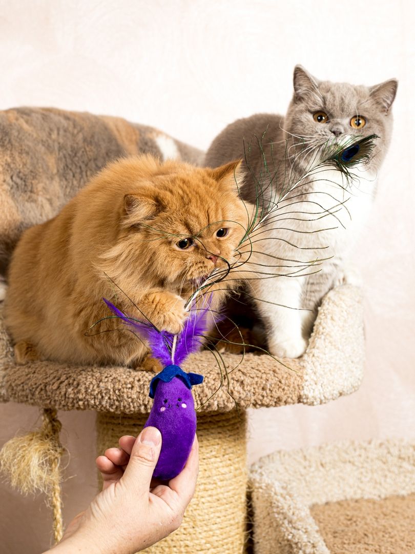 Product CTTR683119 photo 9