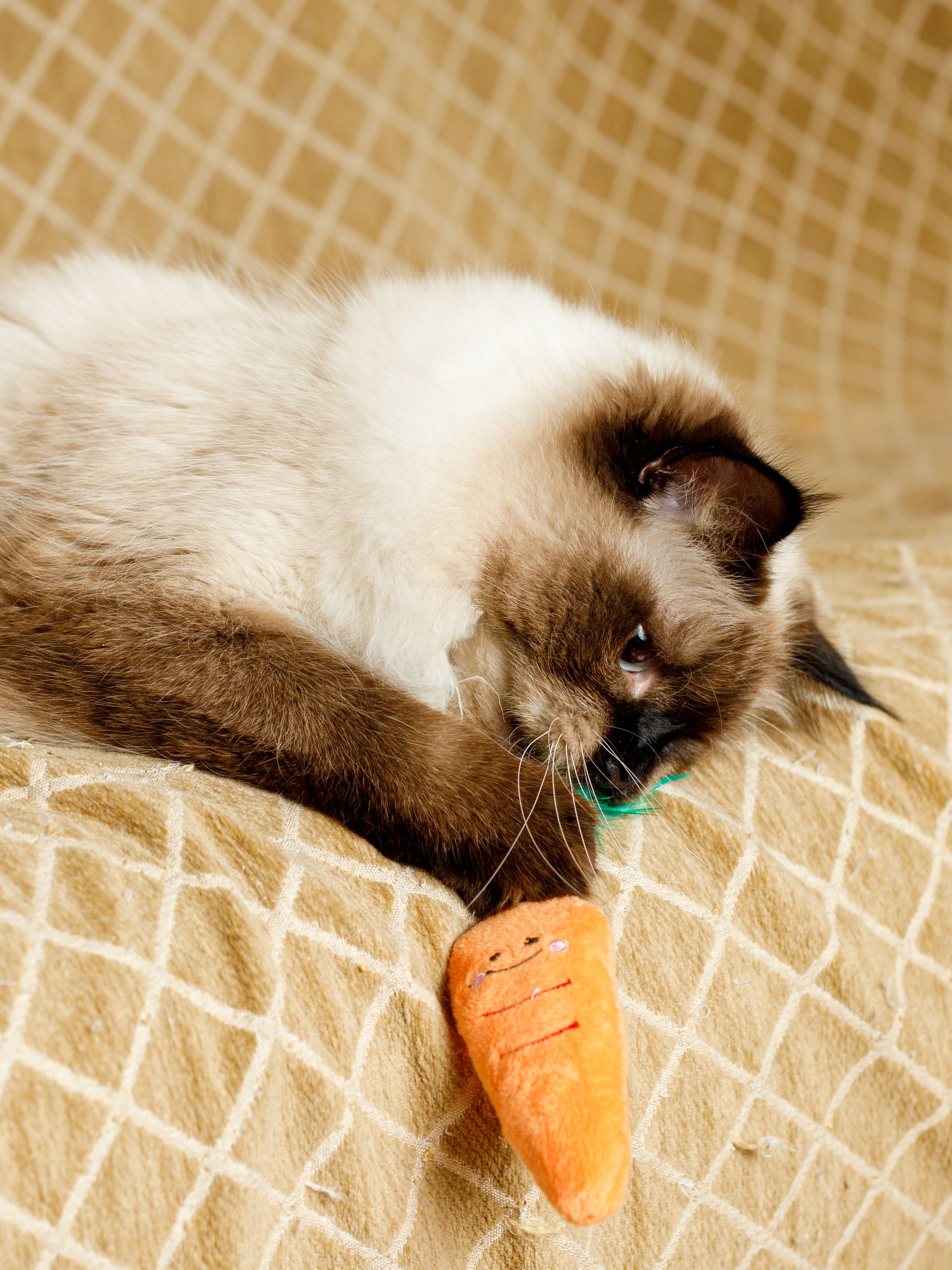 Product CTTR683126 photo 11