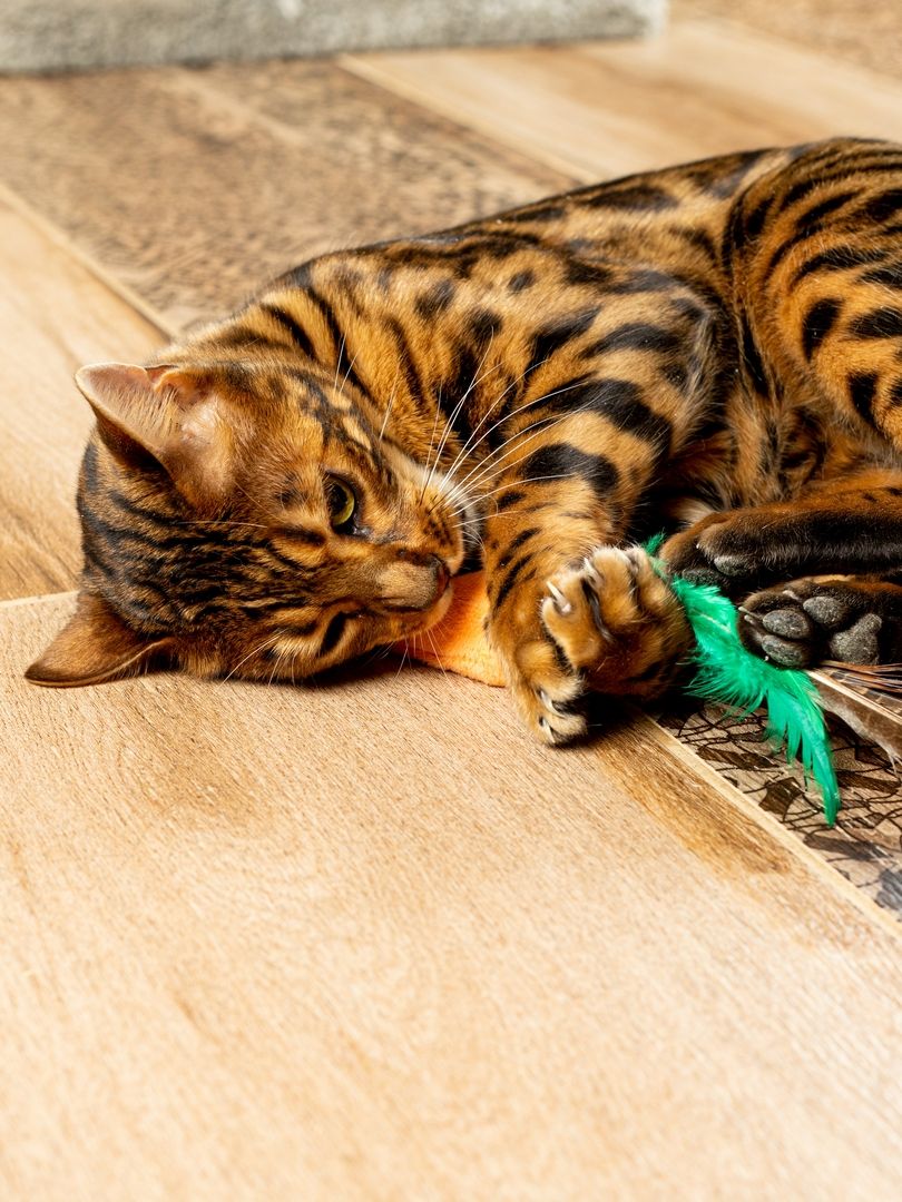 Product CTTR683126 photo 12