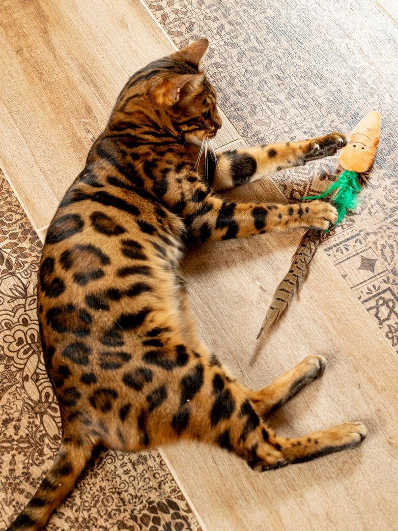 Product CTTR683126 photo 13