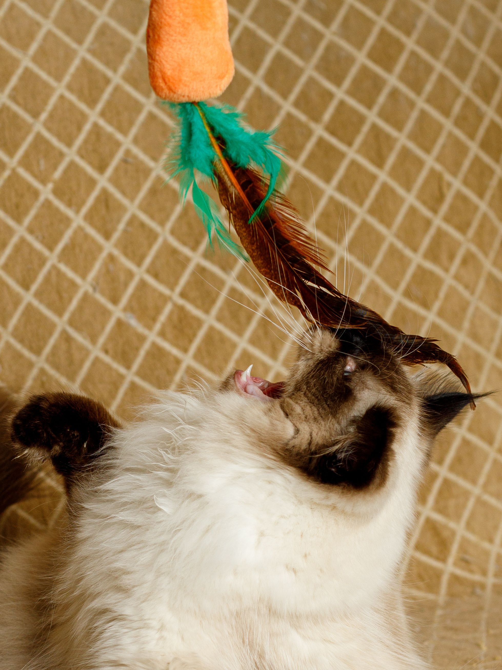 Product CTTR683126 photo 2