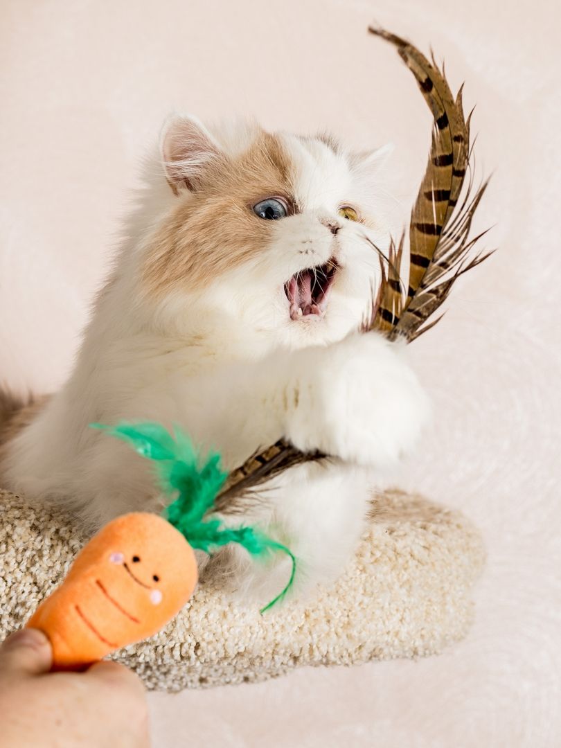 Product CTTR683126 photo 5