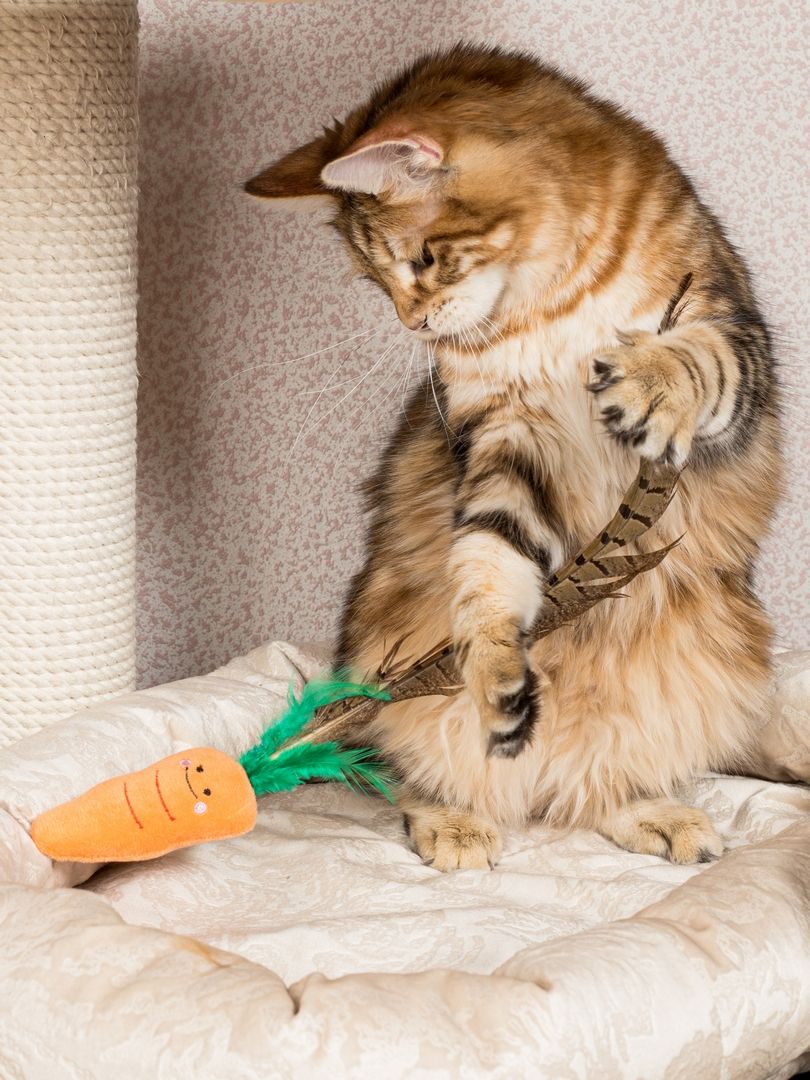 Product CTTR683126 photo 6