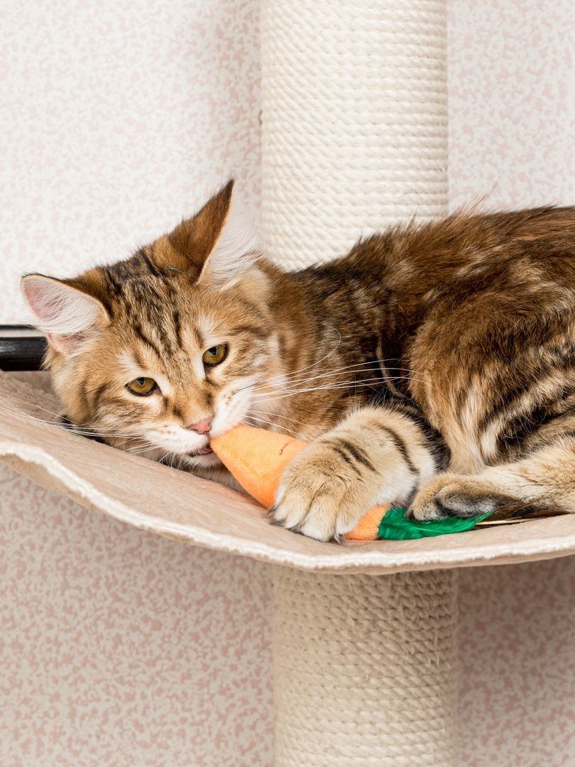 Product CTTR683126 photo 7