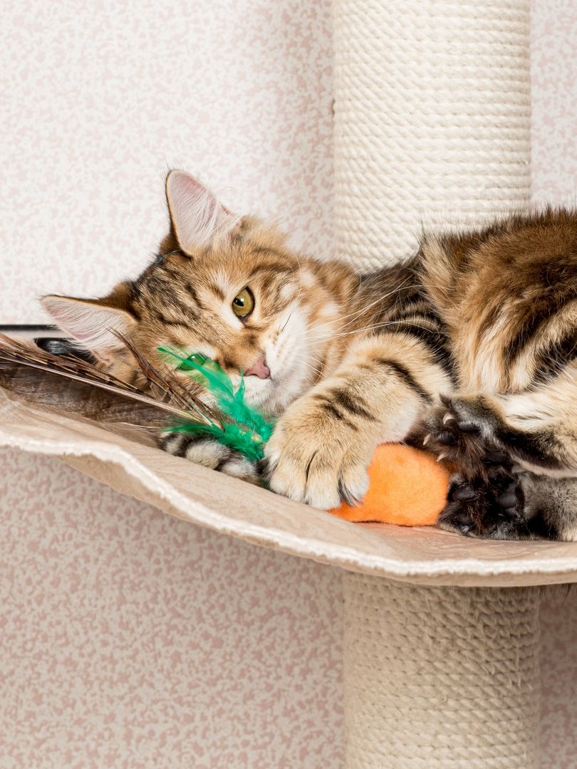 Product CTTR683126 photo 8