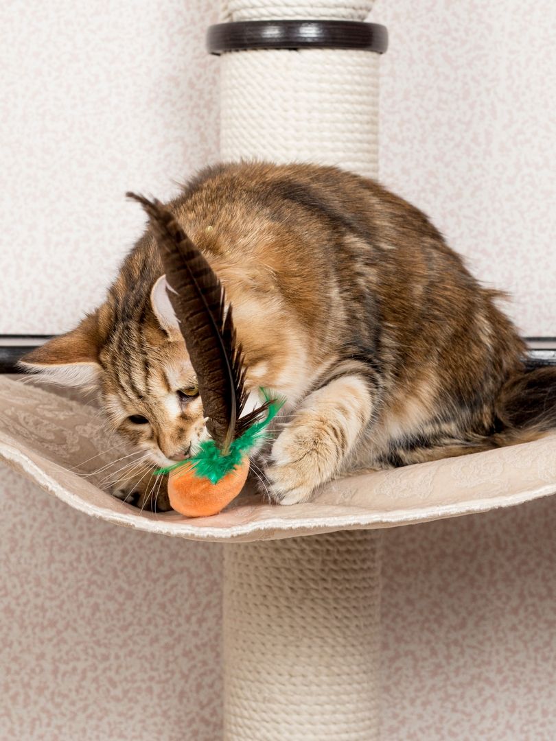 Product CTTR683126 photo 9