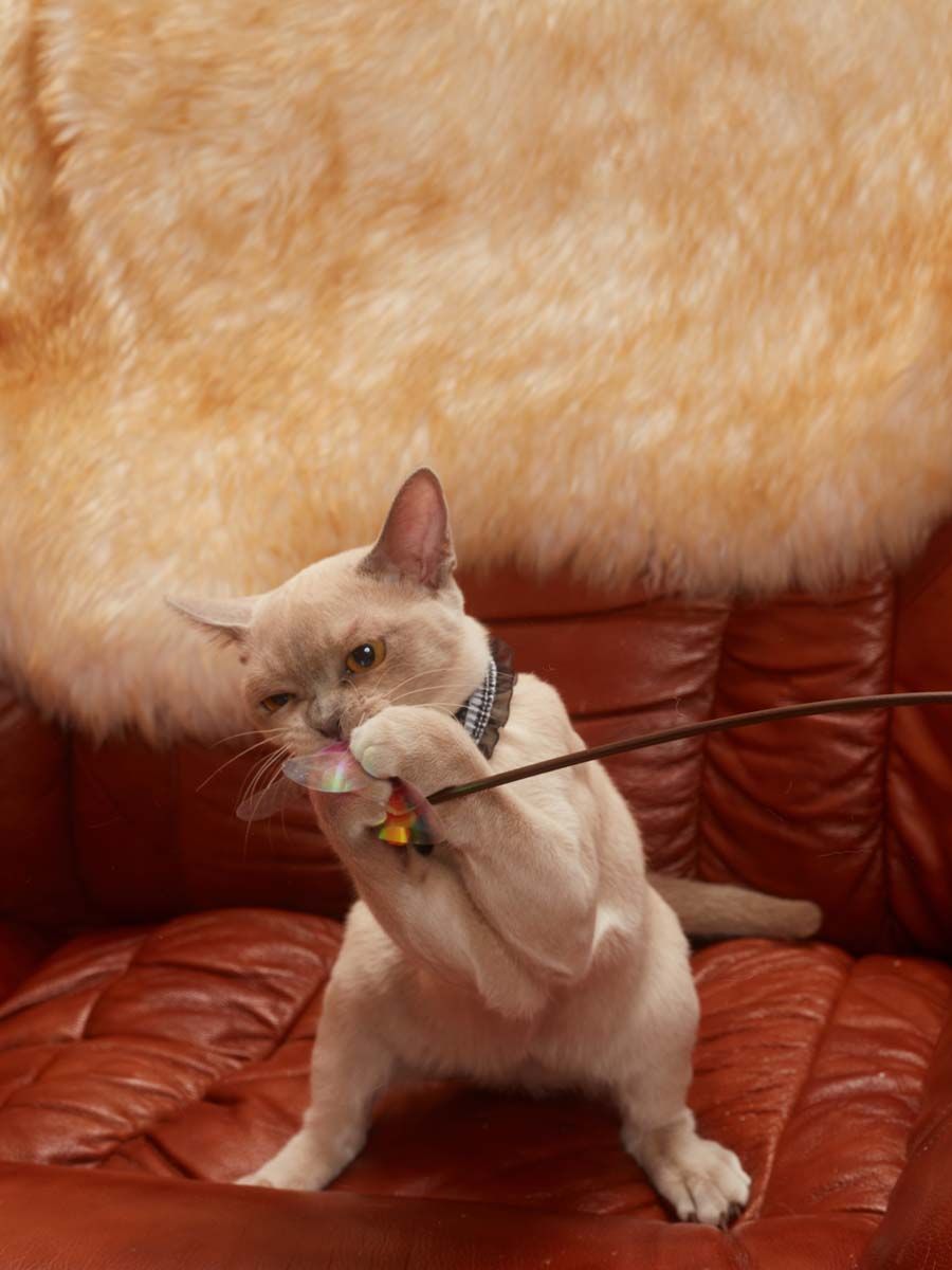 Produkt CTTR7665661 Bild 2