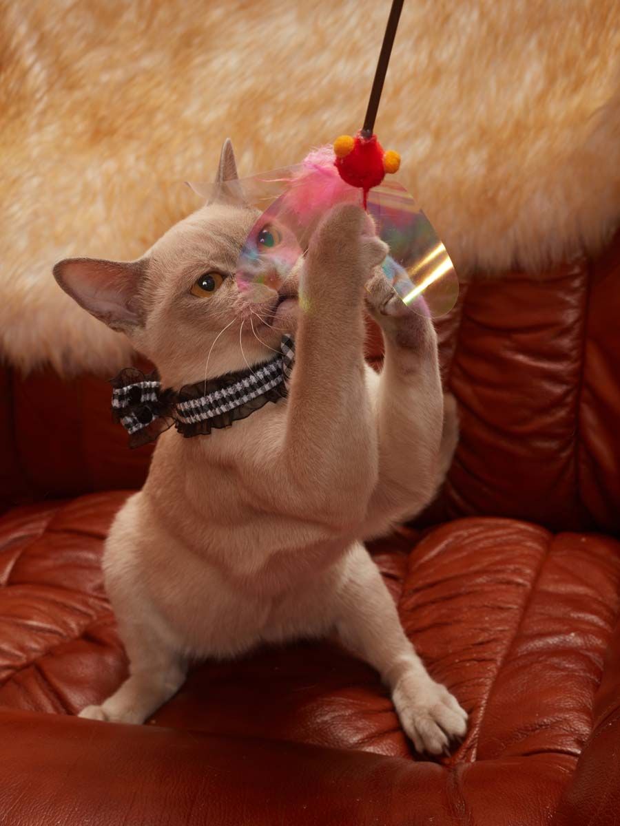 Produkt CTTR7665661 Bild 3