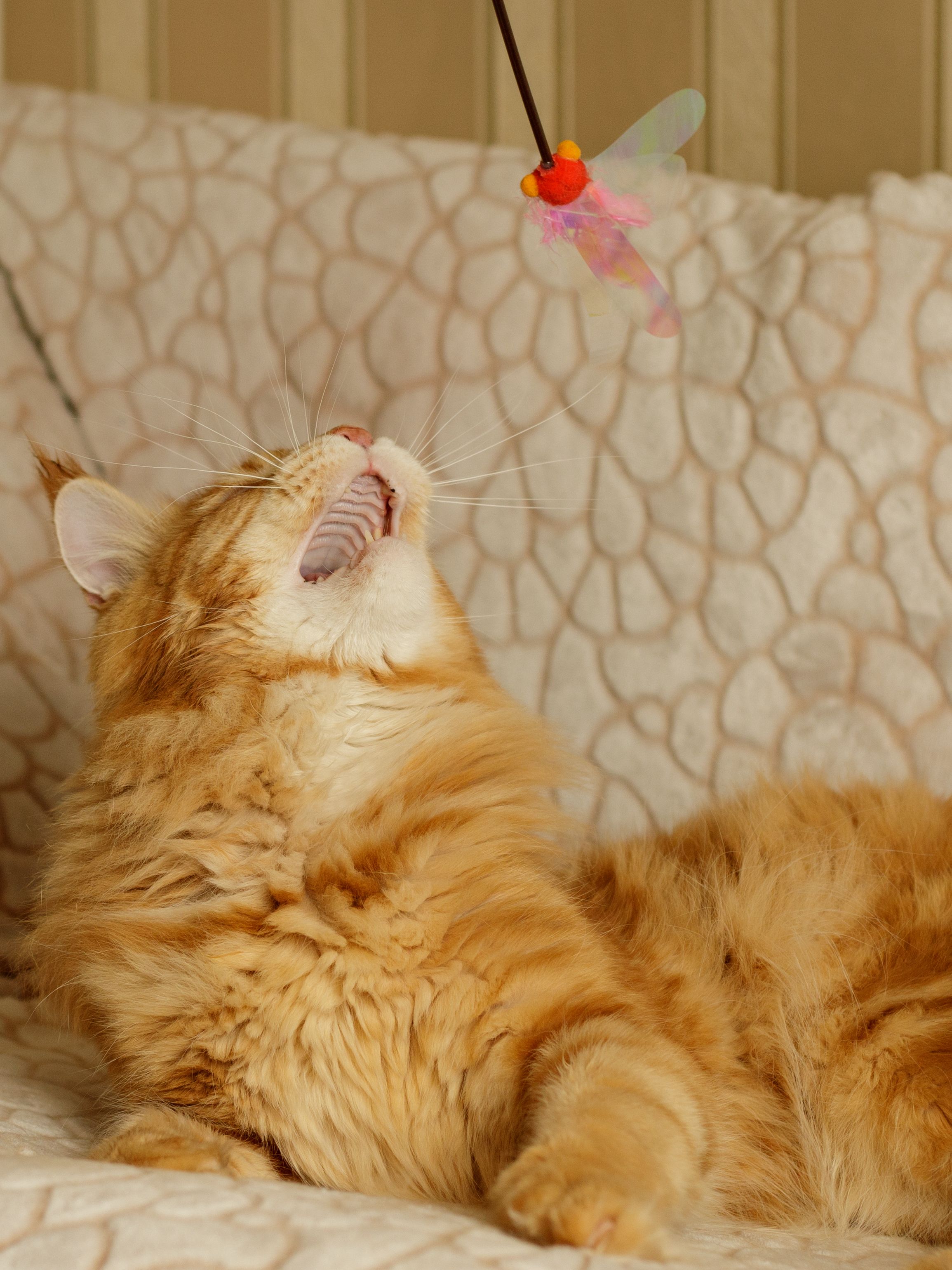 Produkt CTTR7665661 Bild 4