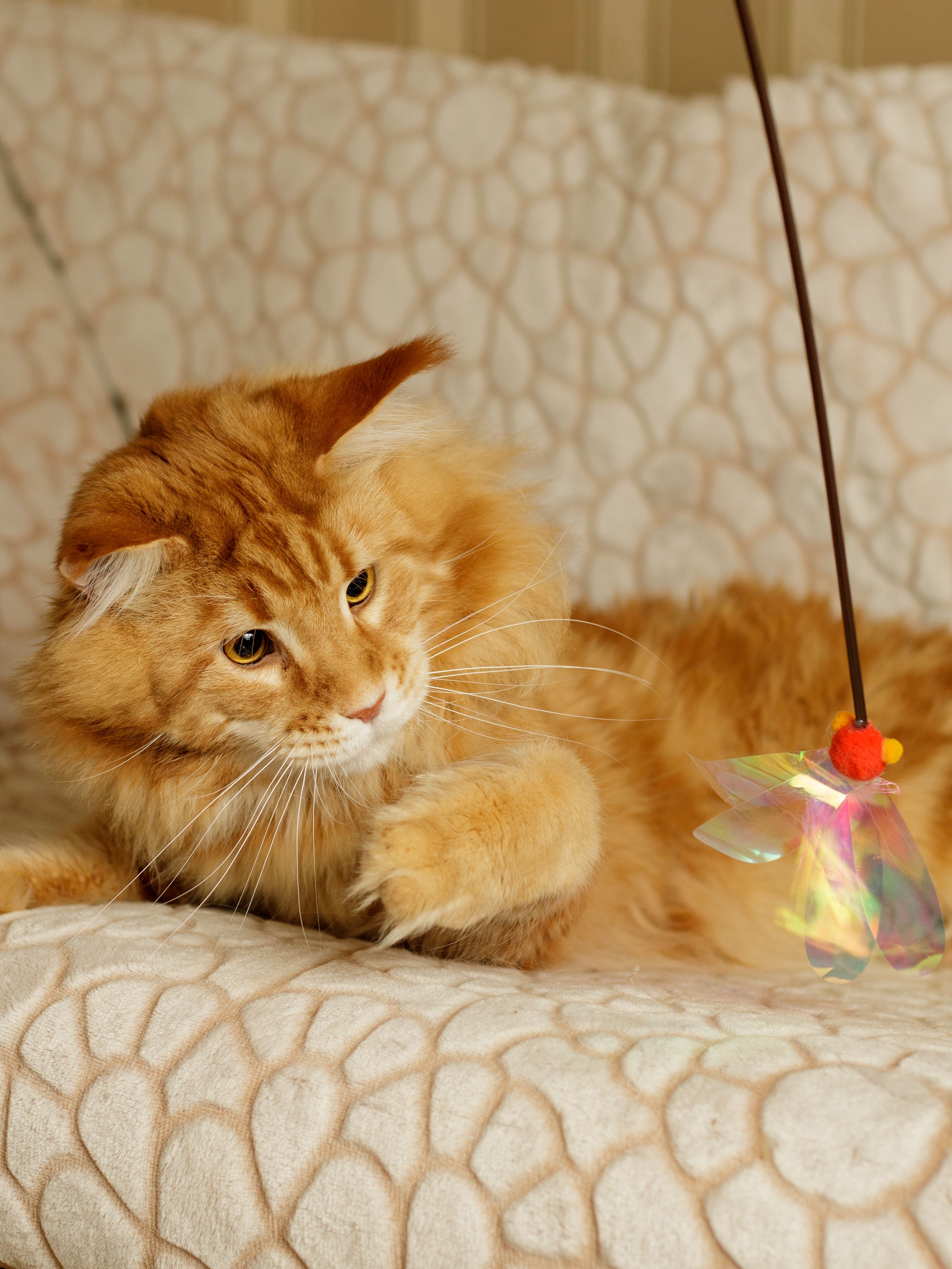 Produkt CTTR7665661 Bild 5