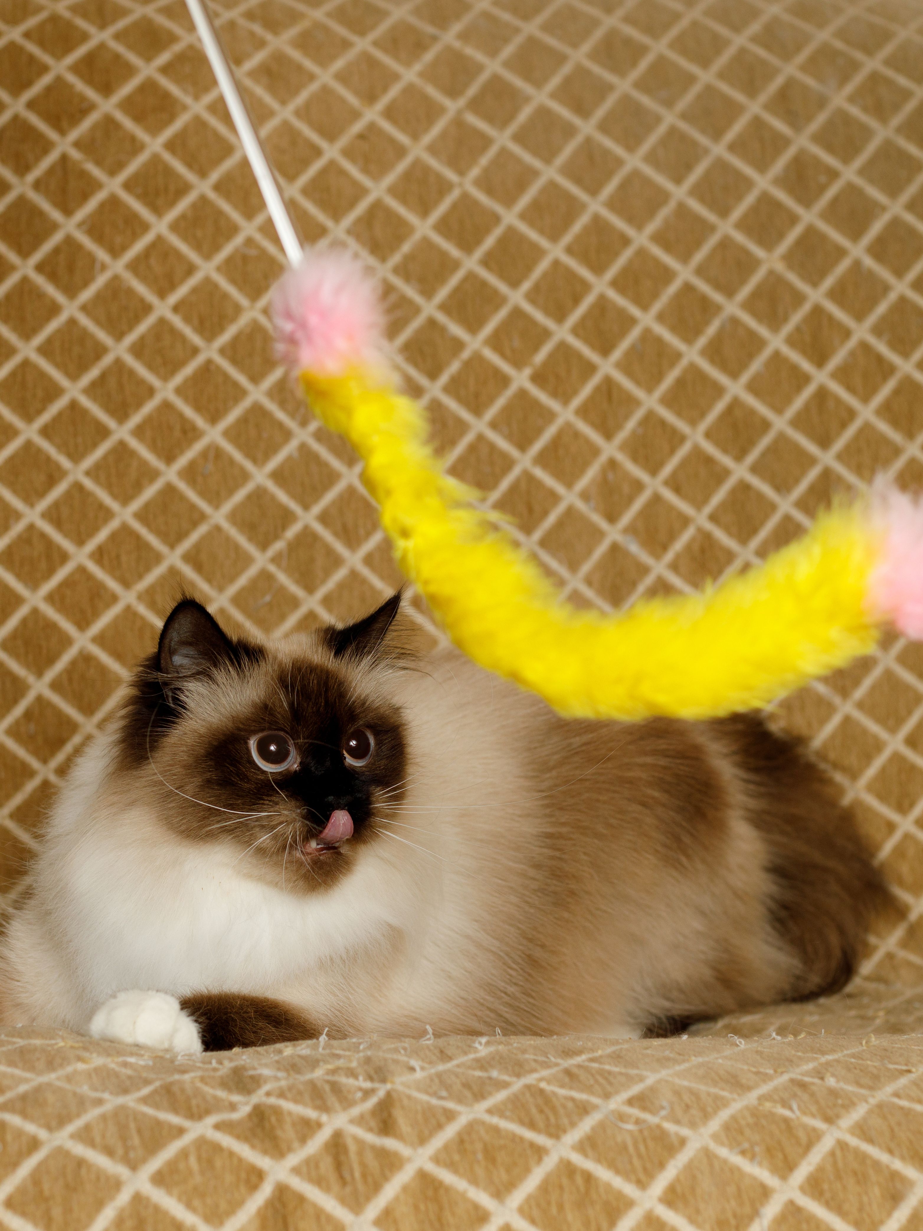 Produkt CTTR843422 Bild 9