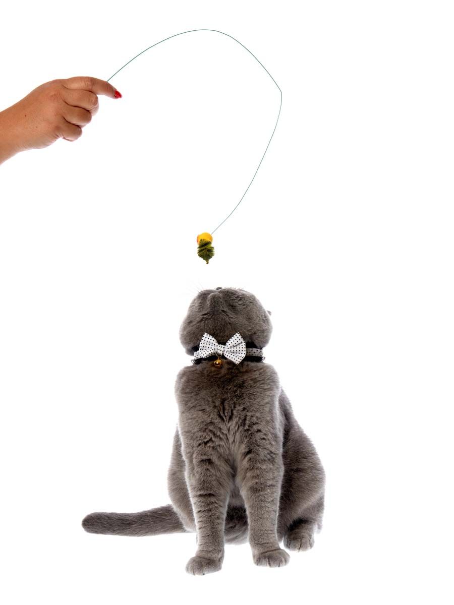 Produkt CTTR843446 Bild 7