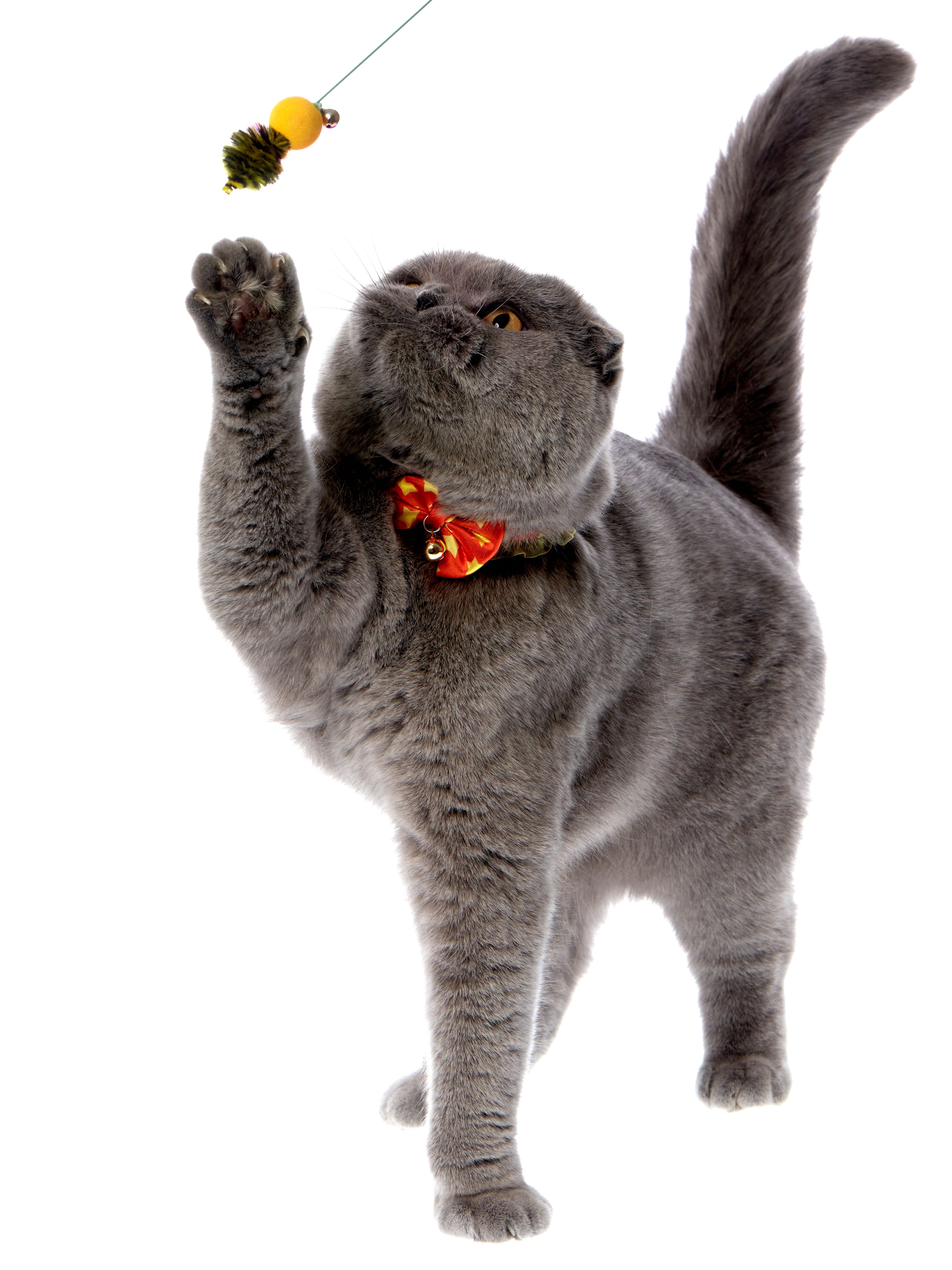 Produkt CTTR843446 Bild 8