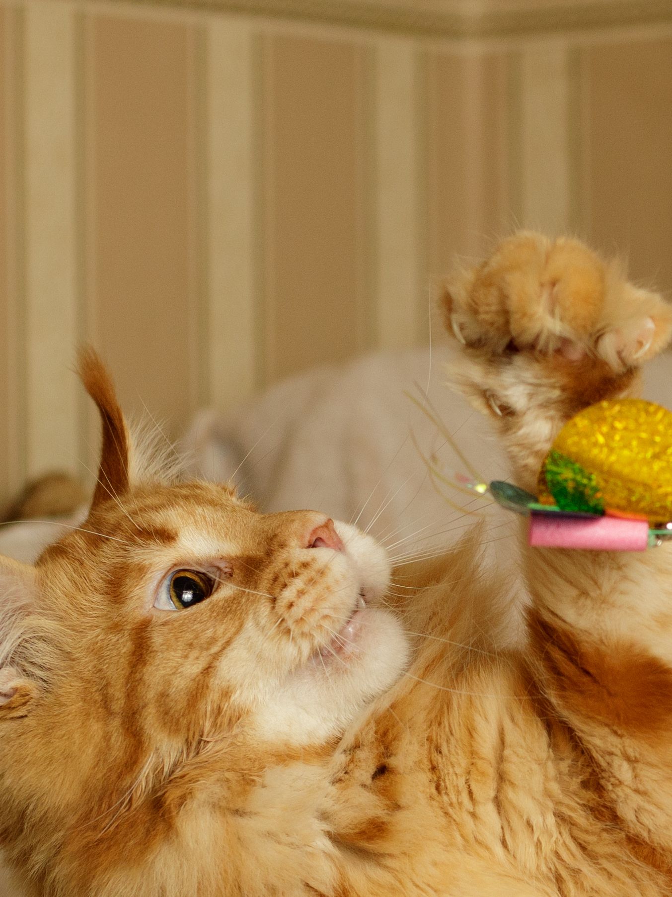 Produkt CTTR843453 Bild 4