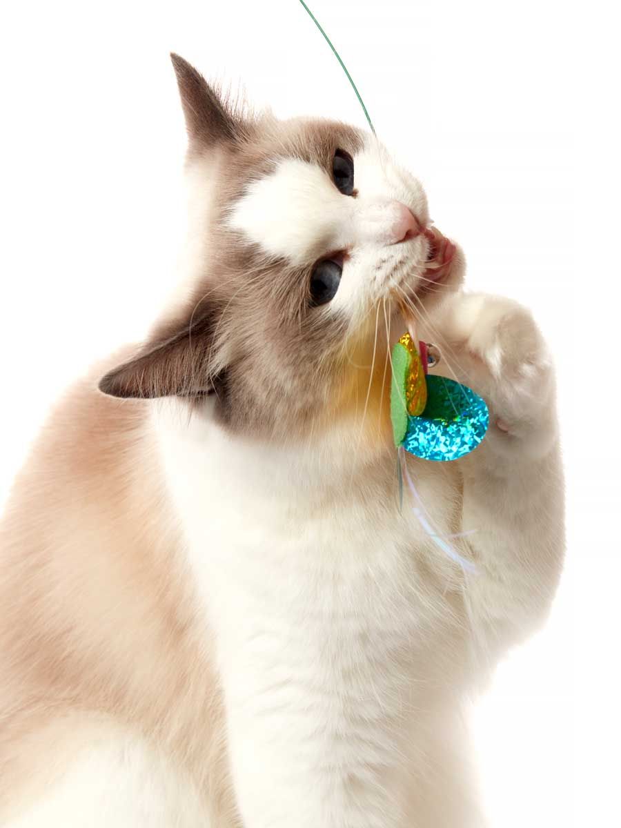 Produkt CTTR843453 Bild 6