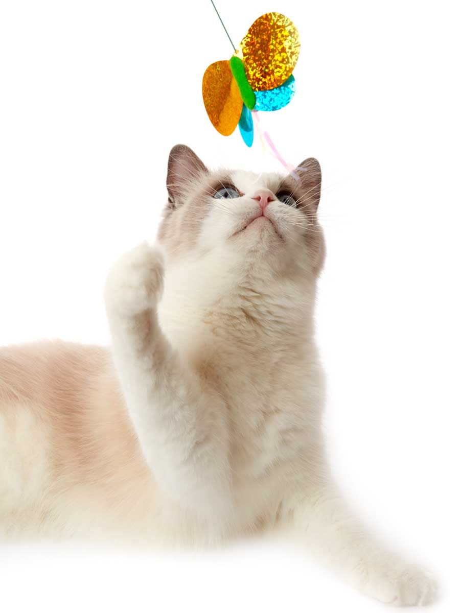 Produkt CTTR843453 Bild 8