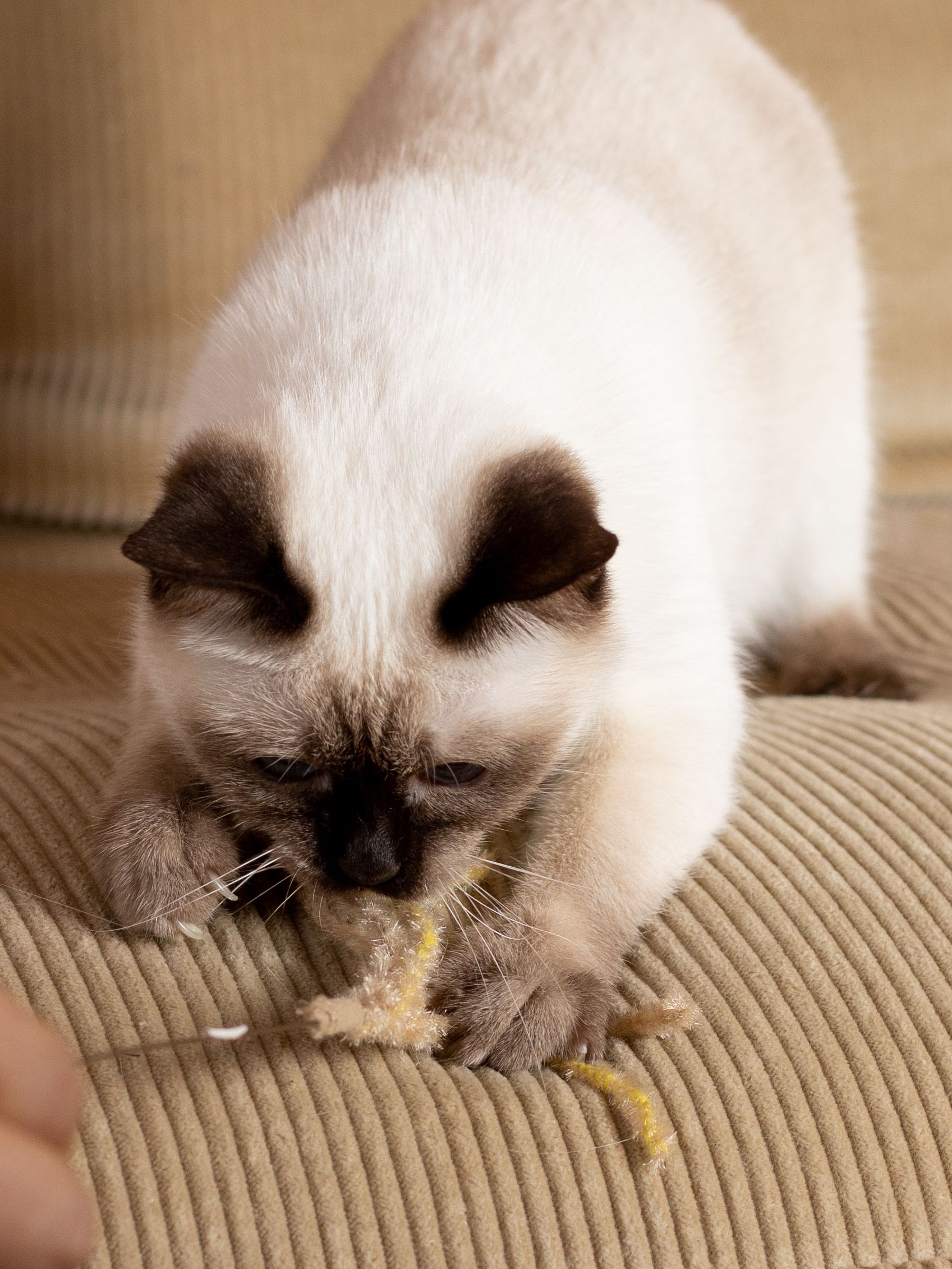 Produkt CTTR843651 Bild 3