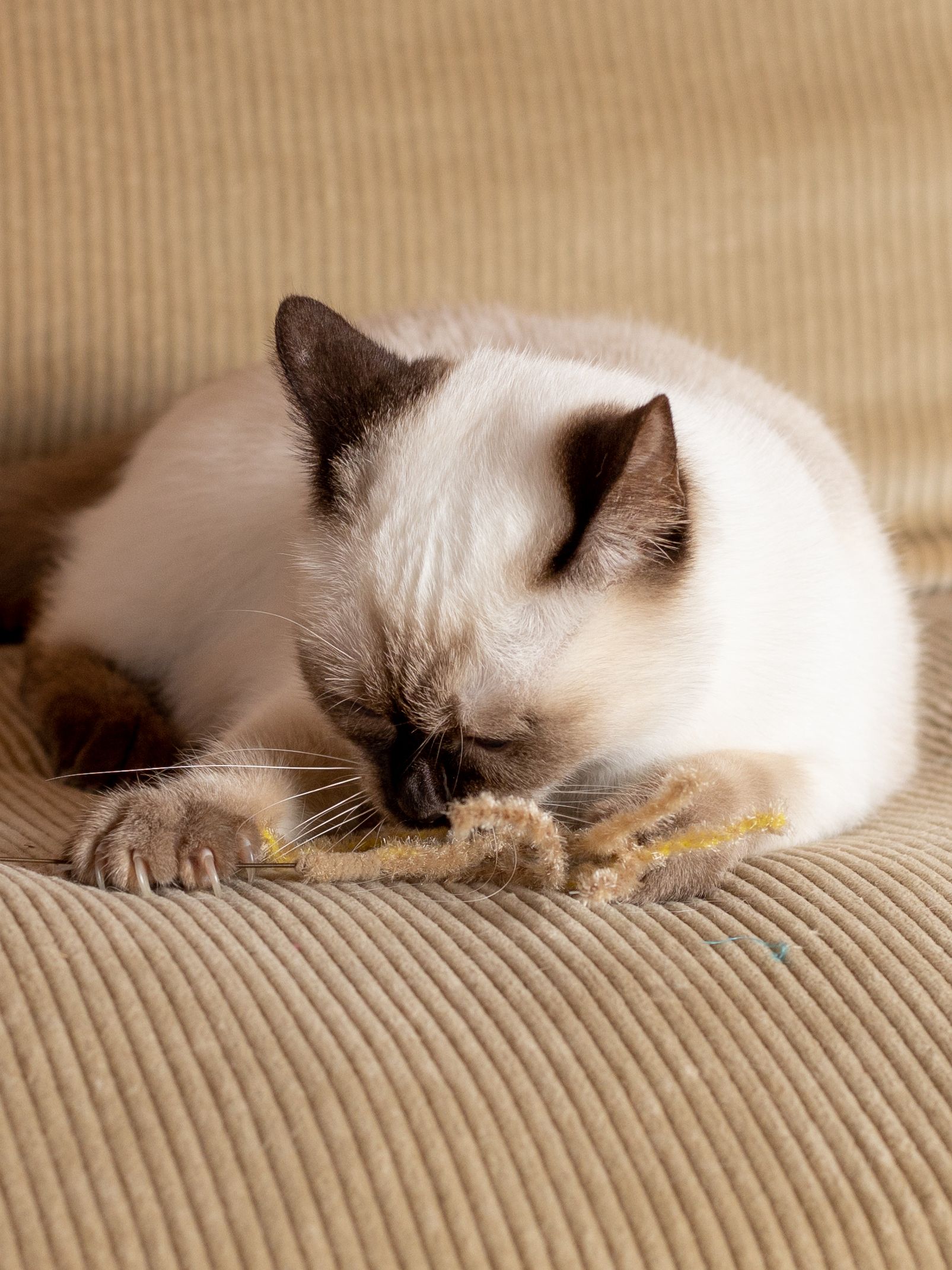 Produkt CTTR843651 Bild 4