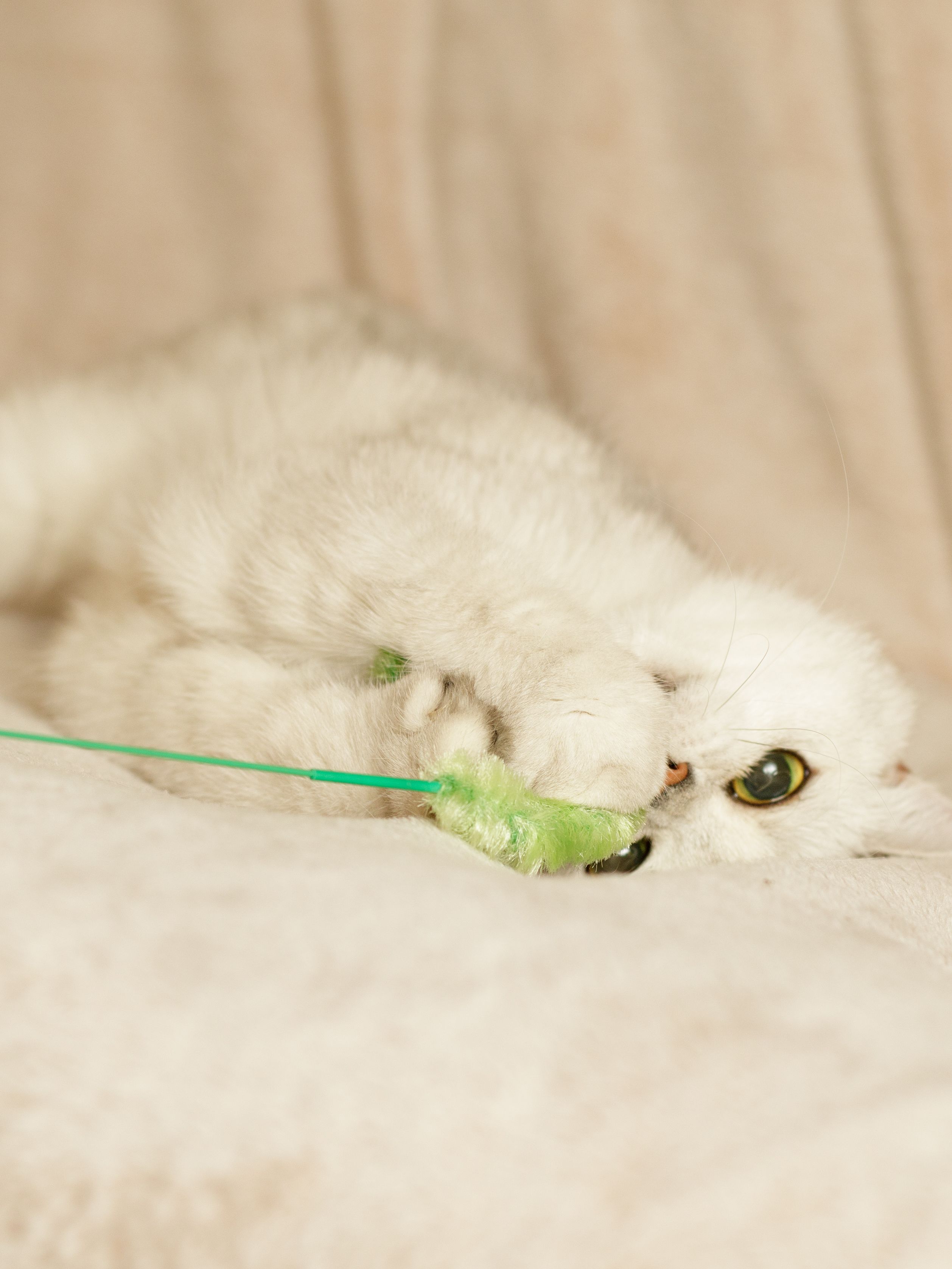 Produkt CTTR844085 Bild 3