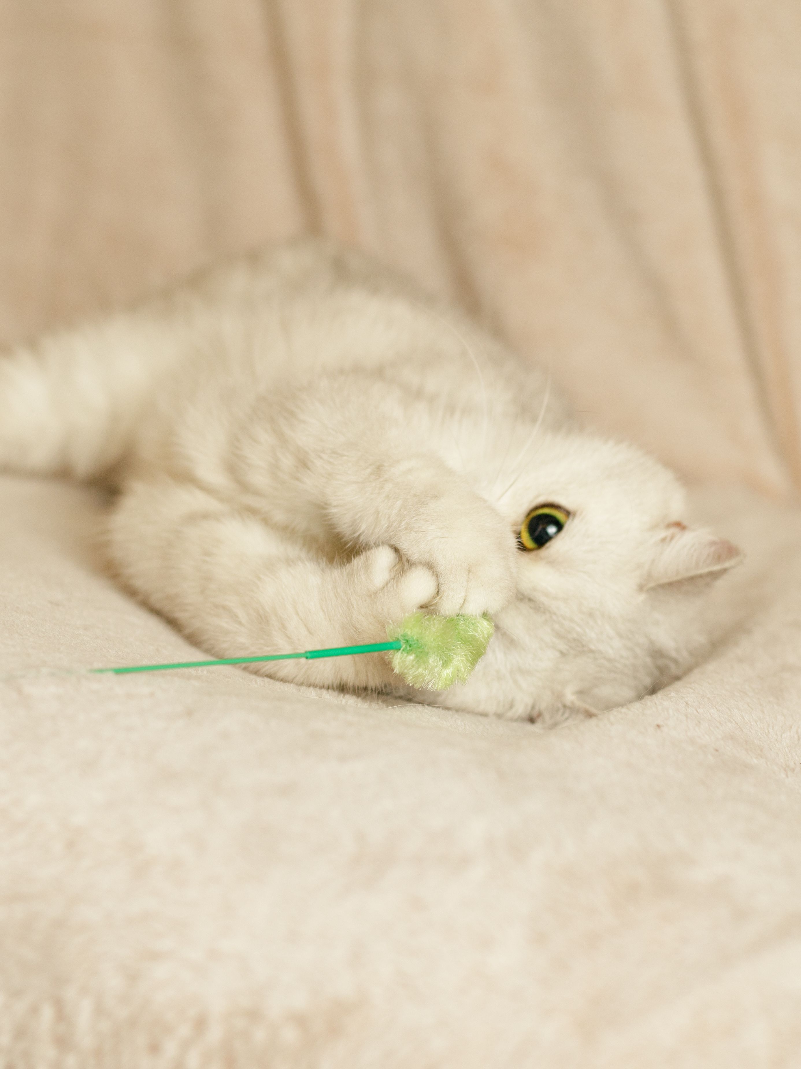 Produkt CTTR844085 Bild 4