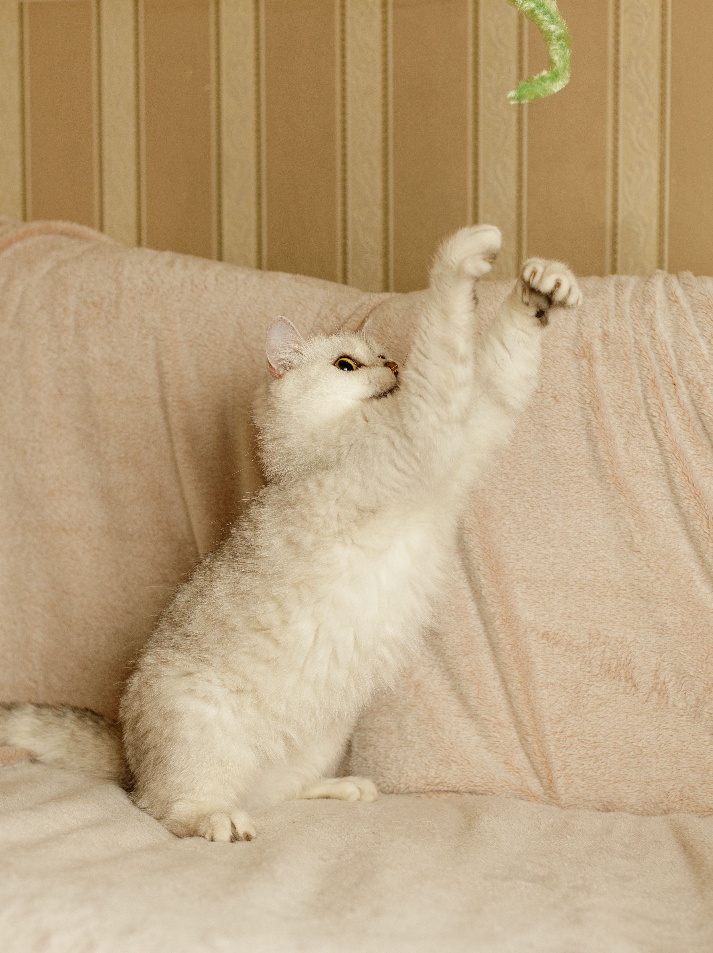 Produkt CTTR844085 Bild 5