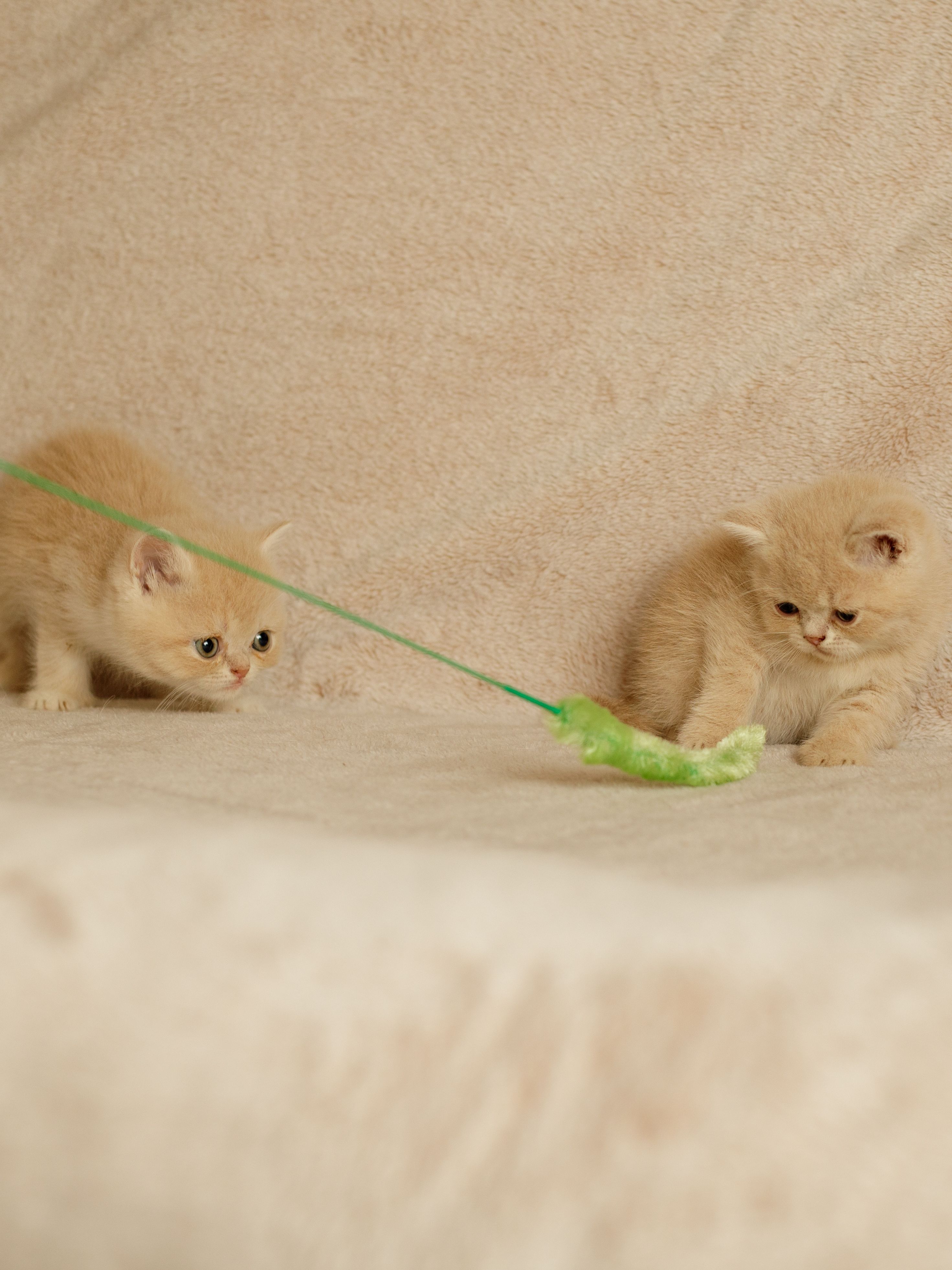 Produkt CTTR844085 Bild 6