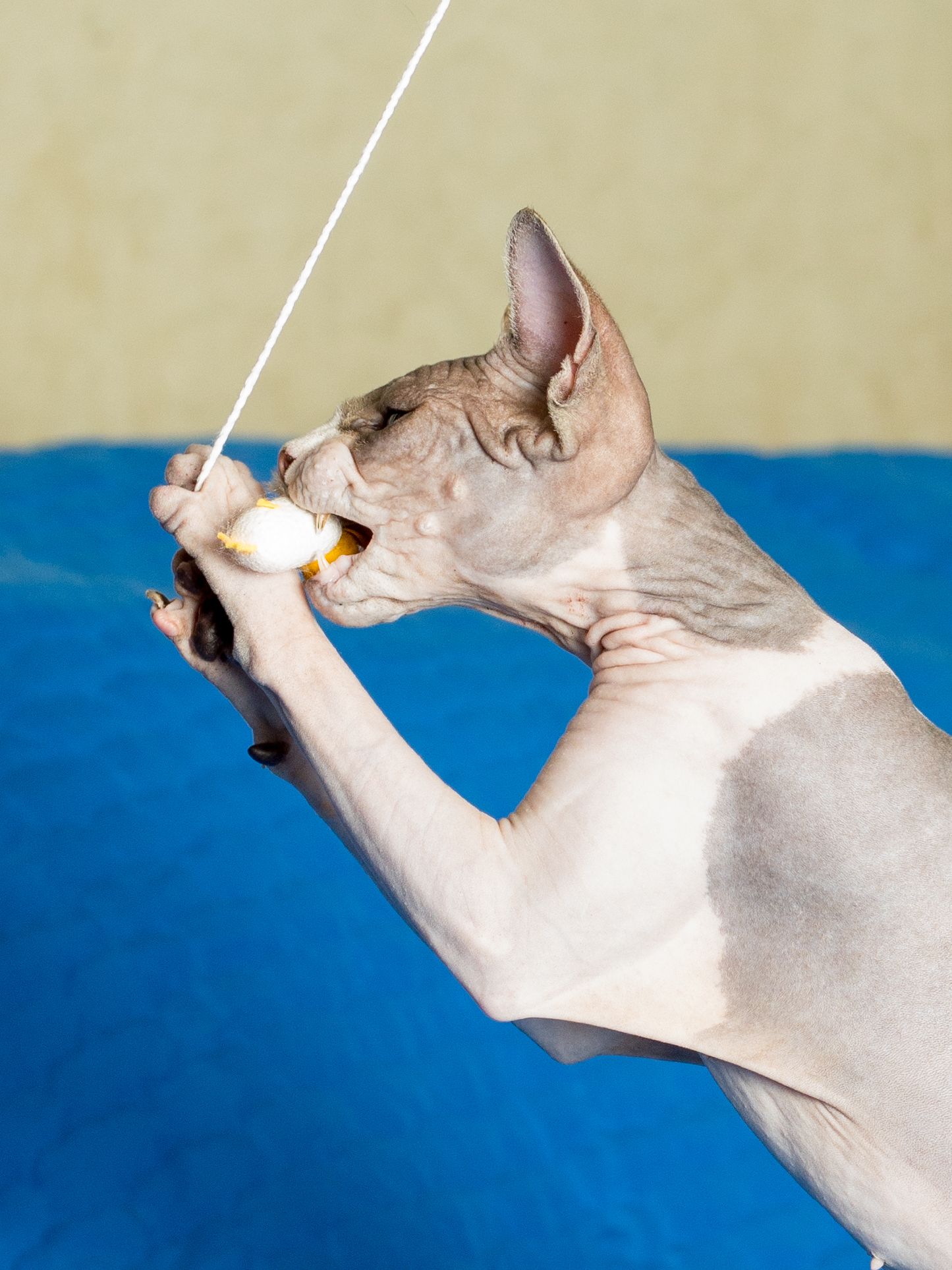 Produkt CTTR844641 Bild 2