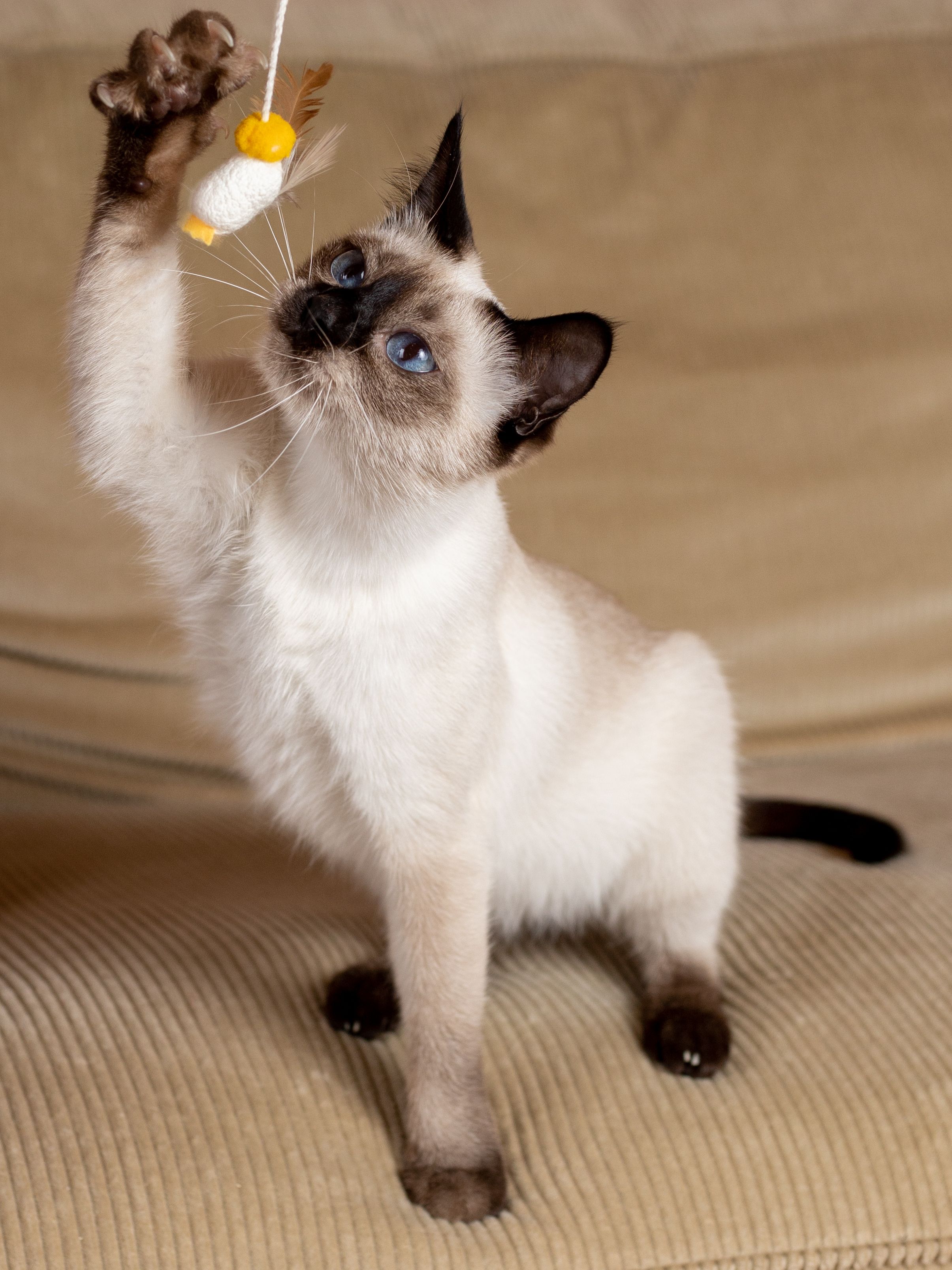 Produkt CTTR844641 Bild 3