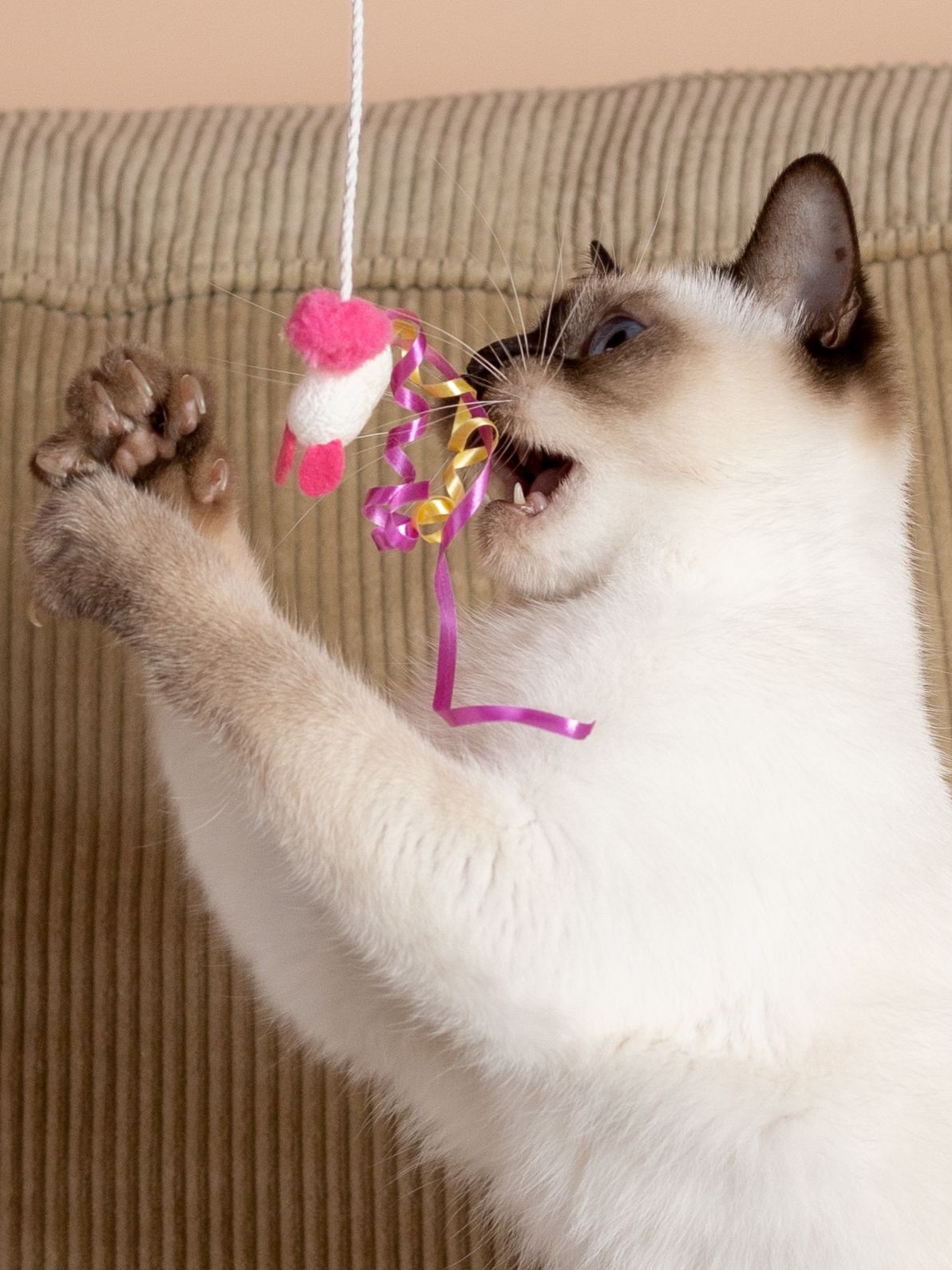 Product CTTR844658 photo 2